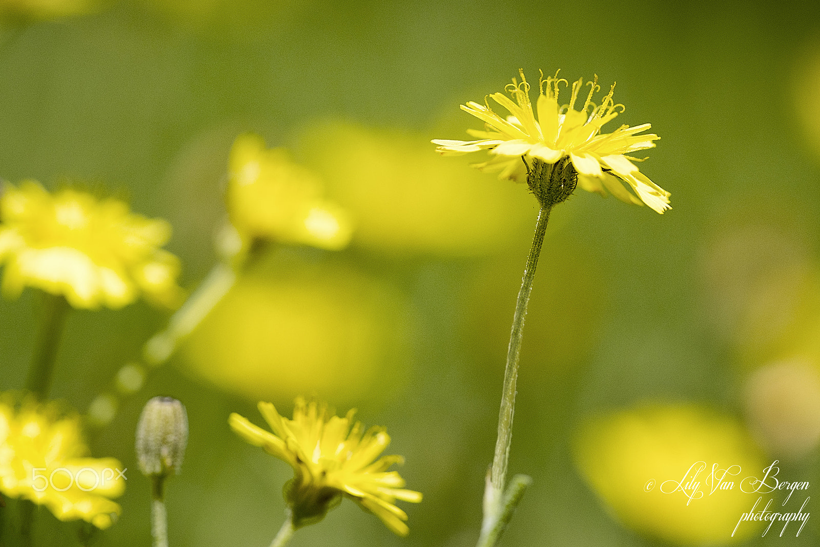 Nikon D810 + Sigma 150mm F2.8 EX DG Macro HSM sample photo. Before mowing! photography