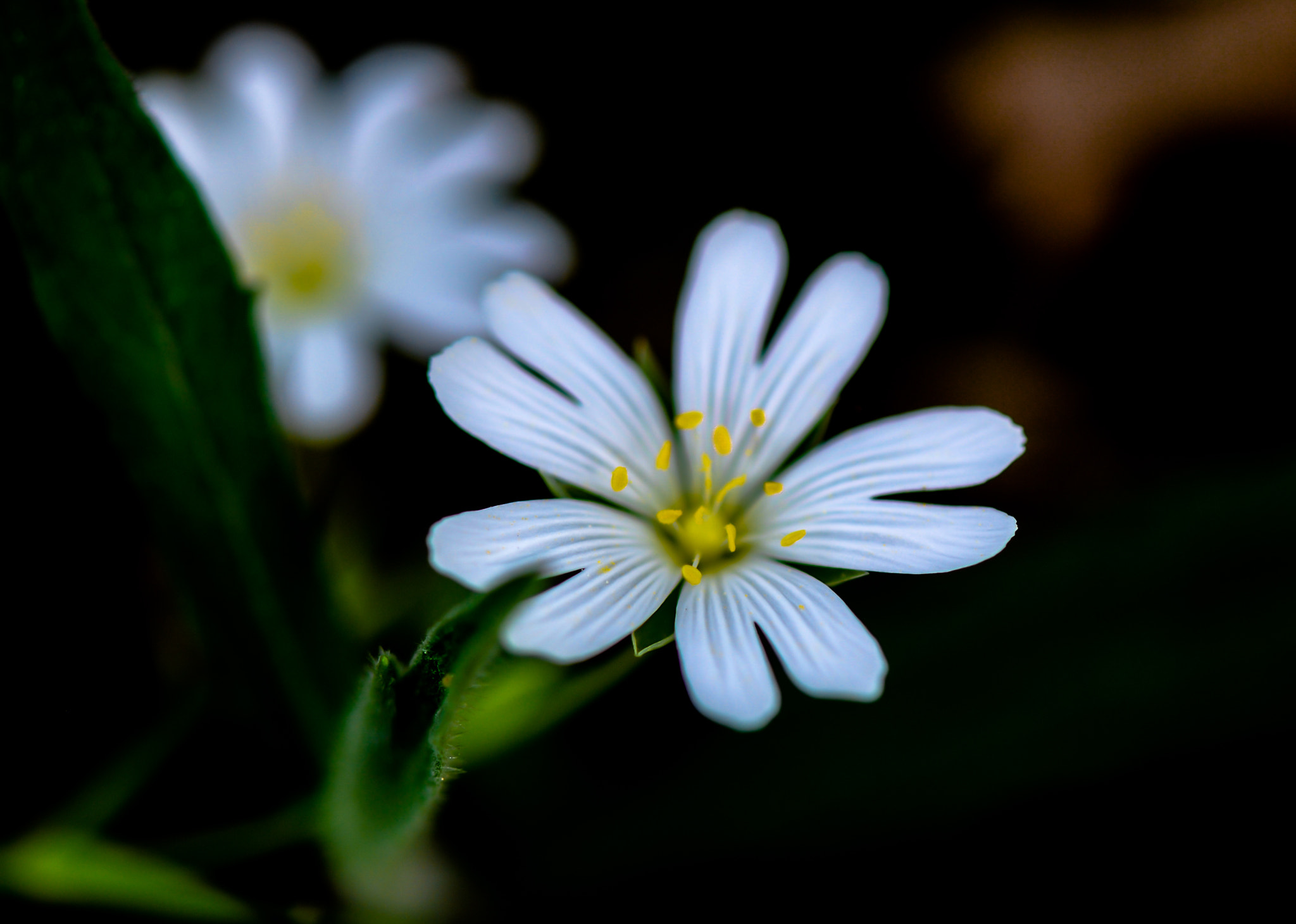 Nikon D60 sample photo. Nature photography