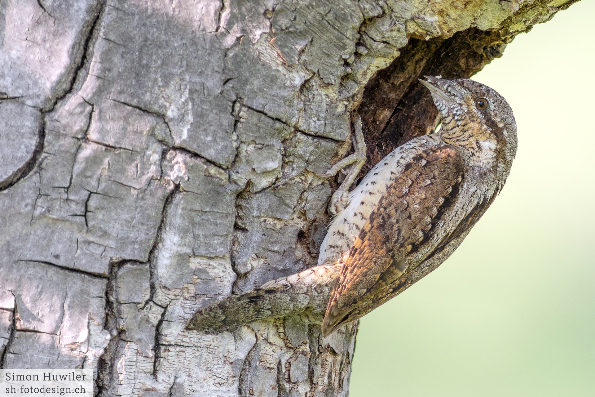 Pentax HD DA 560mm F5.6 ED AW sample photo. Wryneck photography