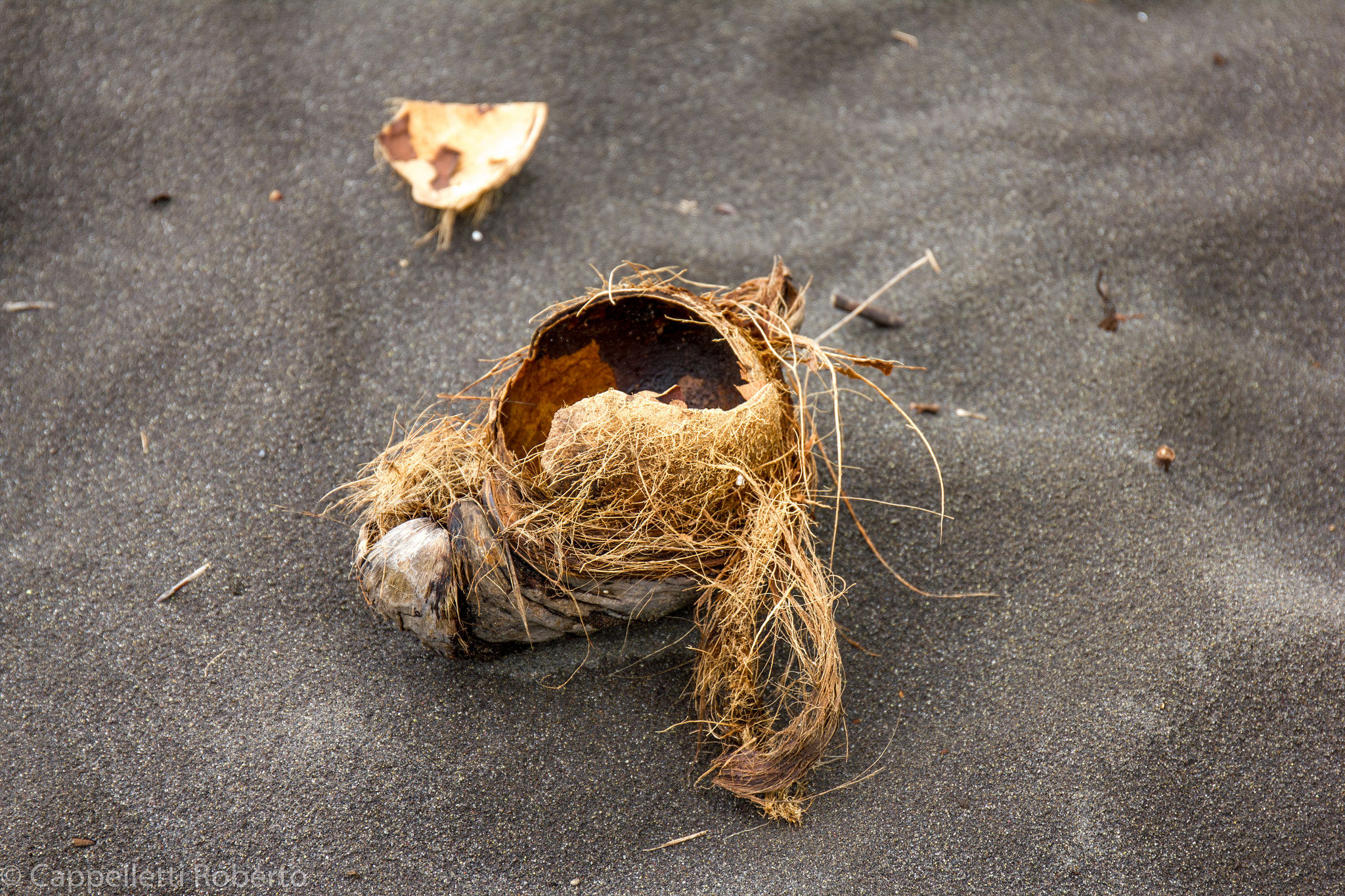 Canon EF 24-70mm F4L IS USM sample photo. Coconuts on waipio beach photography