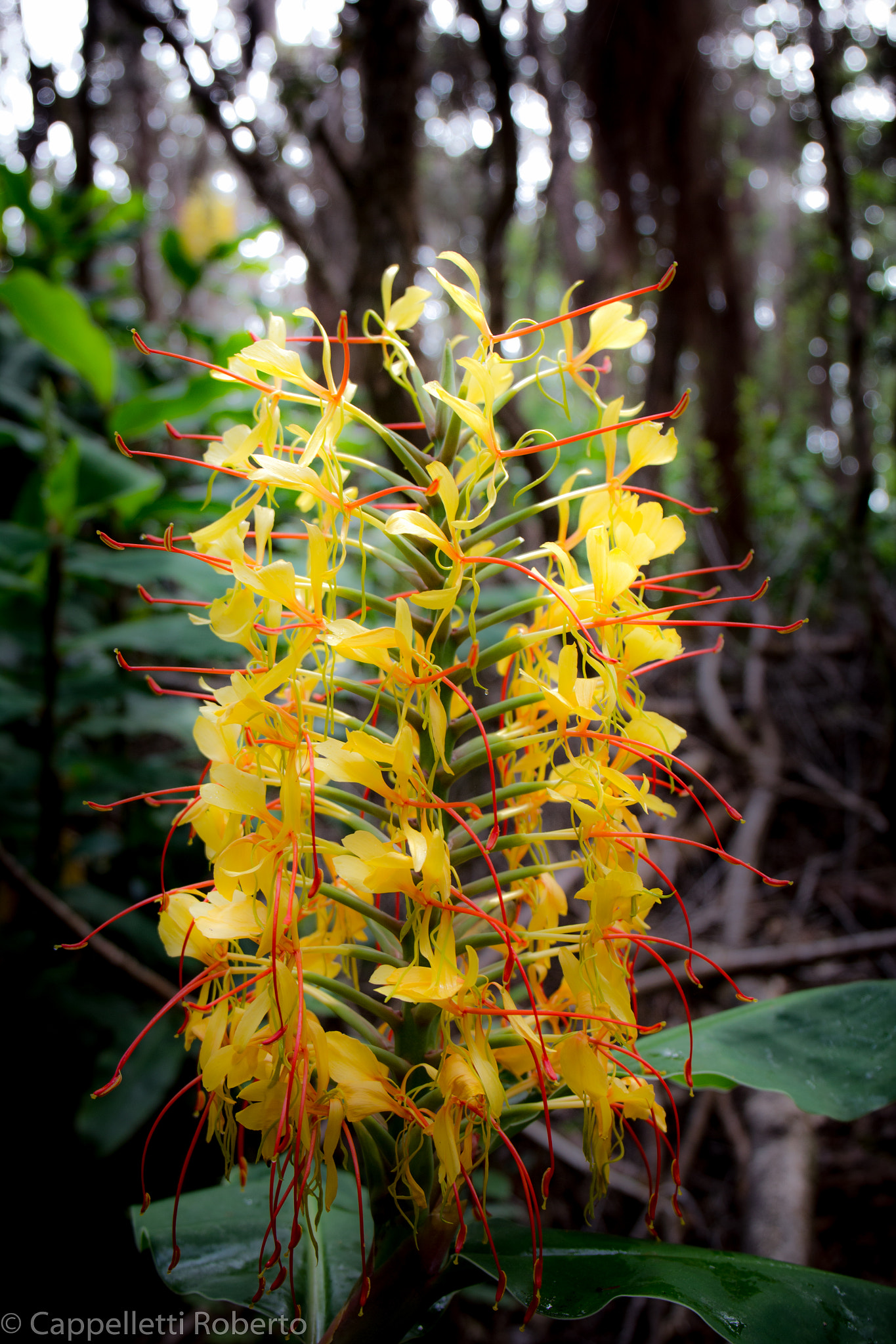 Canon EF 24-70mm F4L IS USM sample photo. Flower photography