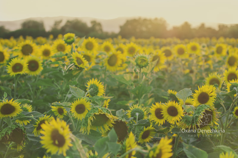 Nikon D300S + Nikon AF-S Nikkor 50mm F1.4G sample photo. Amazing subflowers on the sunset light photography