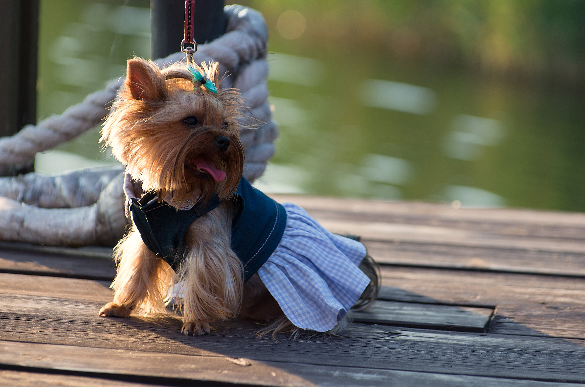 Pentax K-5 IIs sample photo. Fashion dogs photography