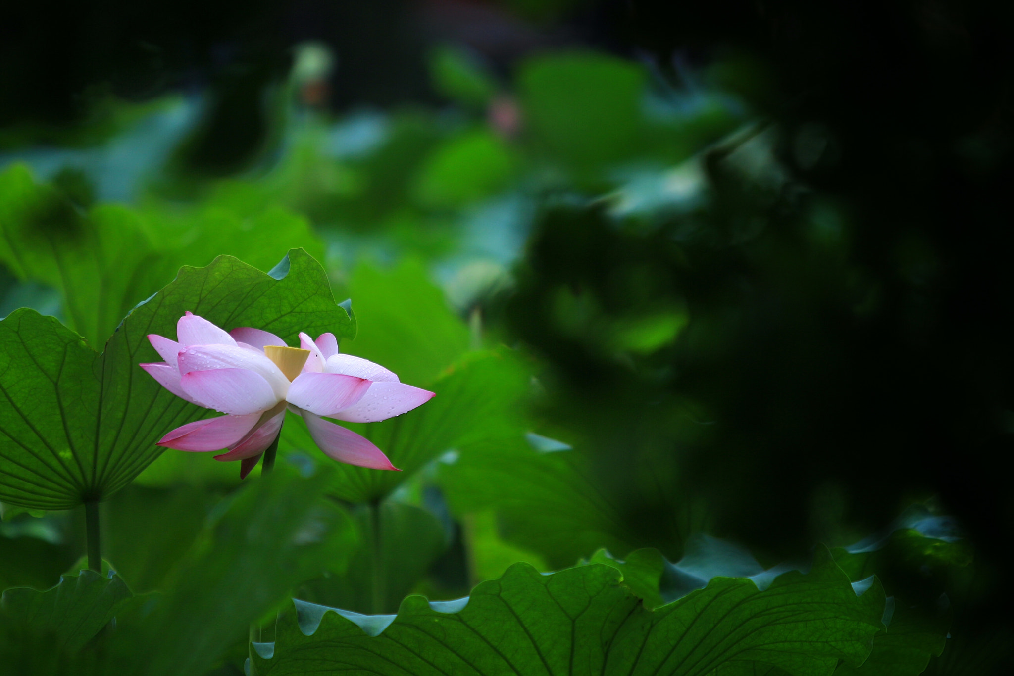 Canon EOS M + Canon EF 70-200mm F2.8L IS USM sample photo. Lotus photography