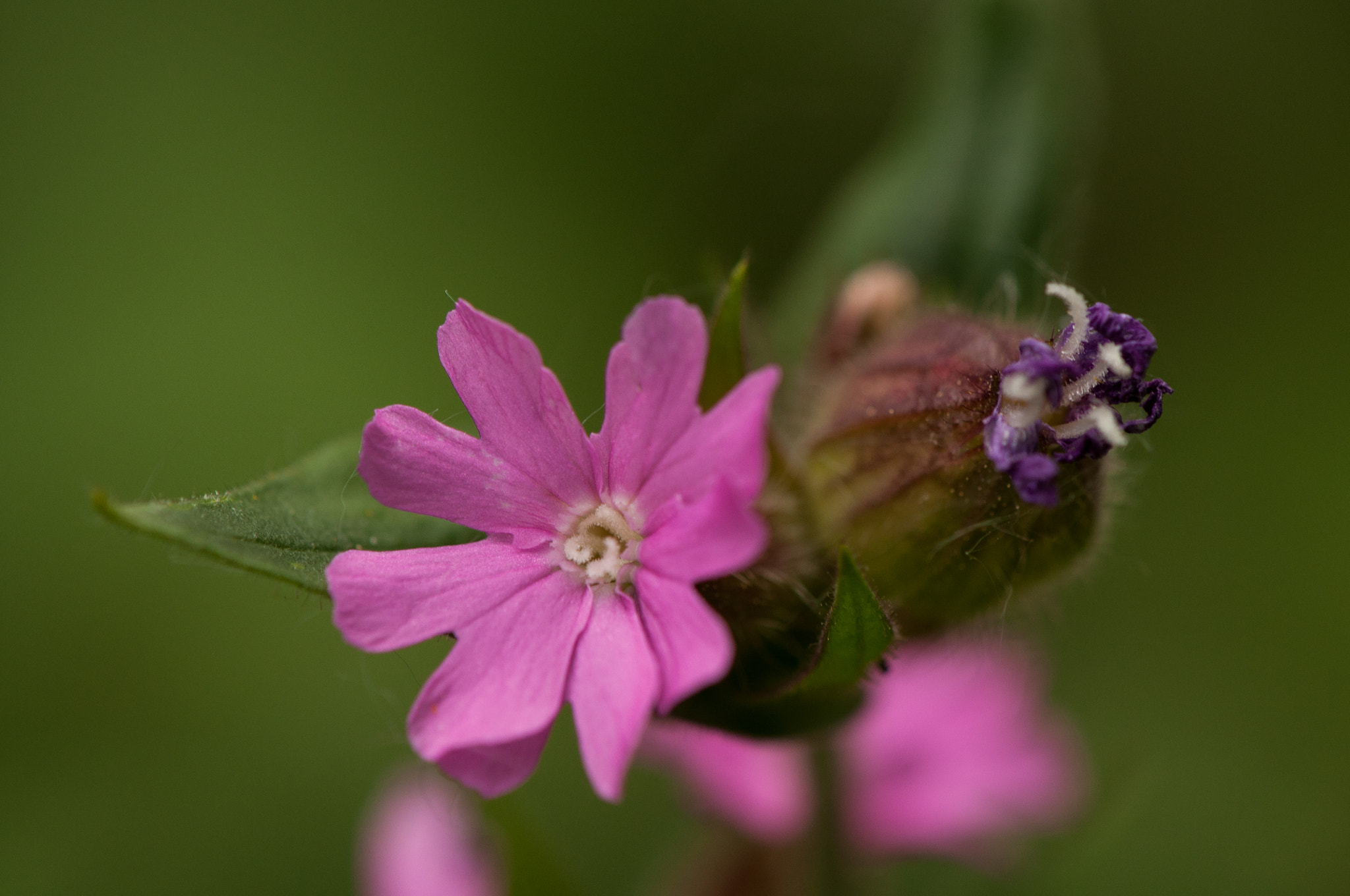 Nikon AF-S DX Micro-Nikkor 85mm F3.5G ED VR sample photo. Pink photography