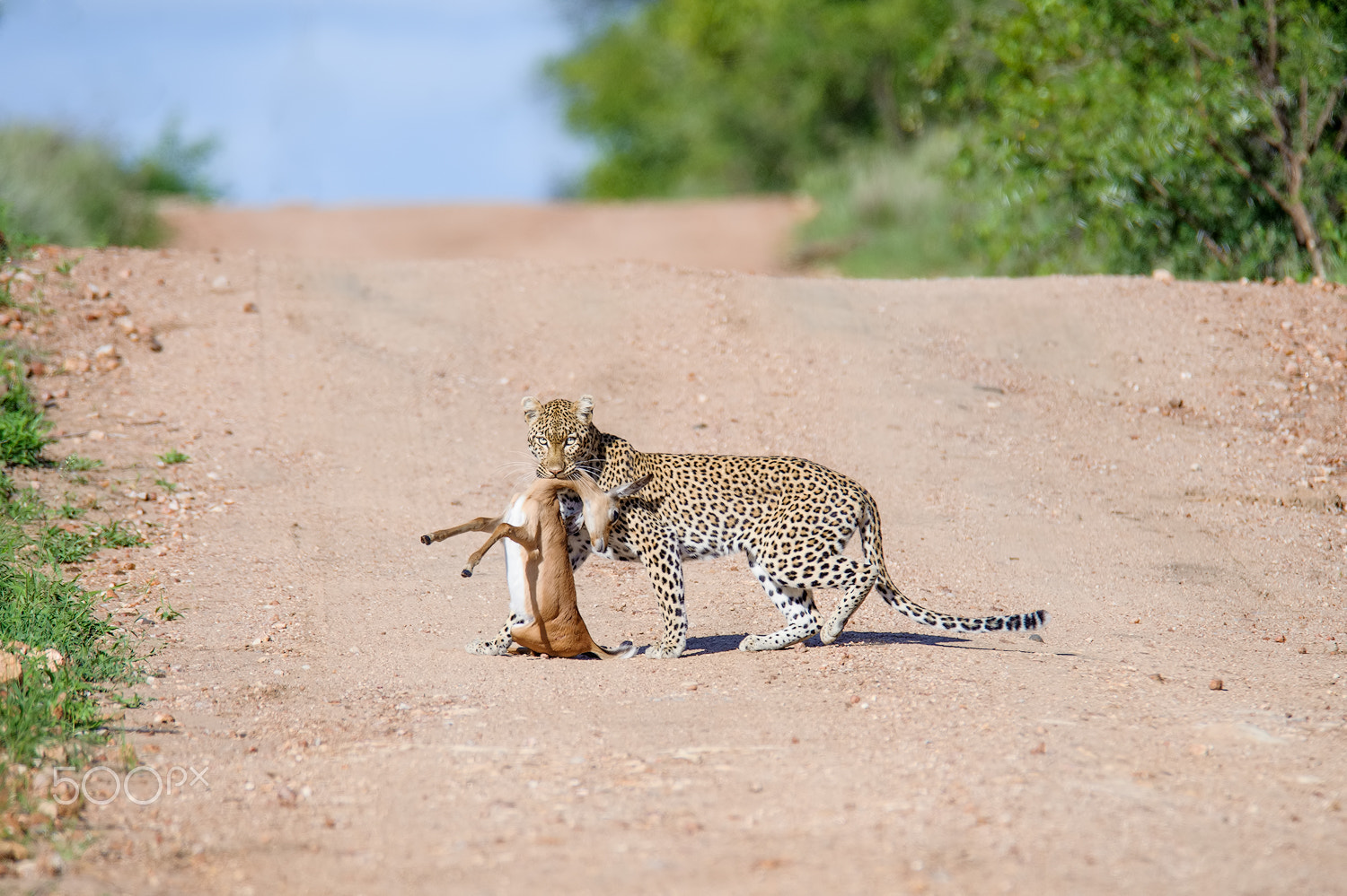 AF-S Nikkor 300mm f/2.8D IF-ED II sample photo. Leopard with young impala kill photography