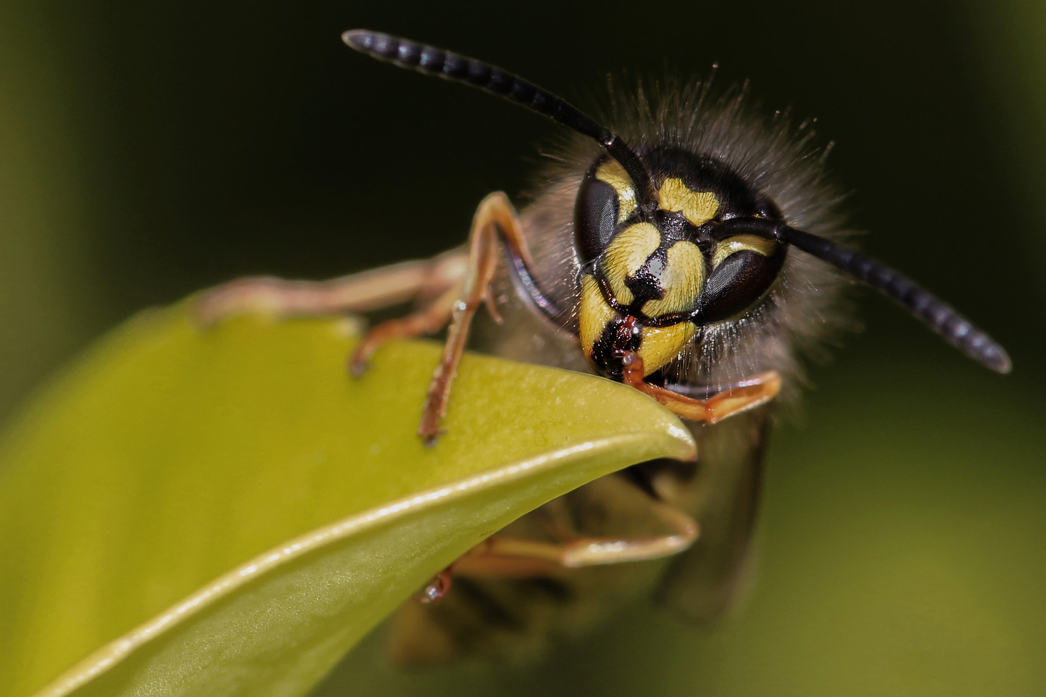 Canon EOS 700D (EOS Rebel T5i / EOS Kiss X7i) + Canon EF 100mm F2.8L Macro IS USM sample photo. Wespe makro photography