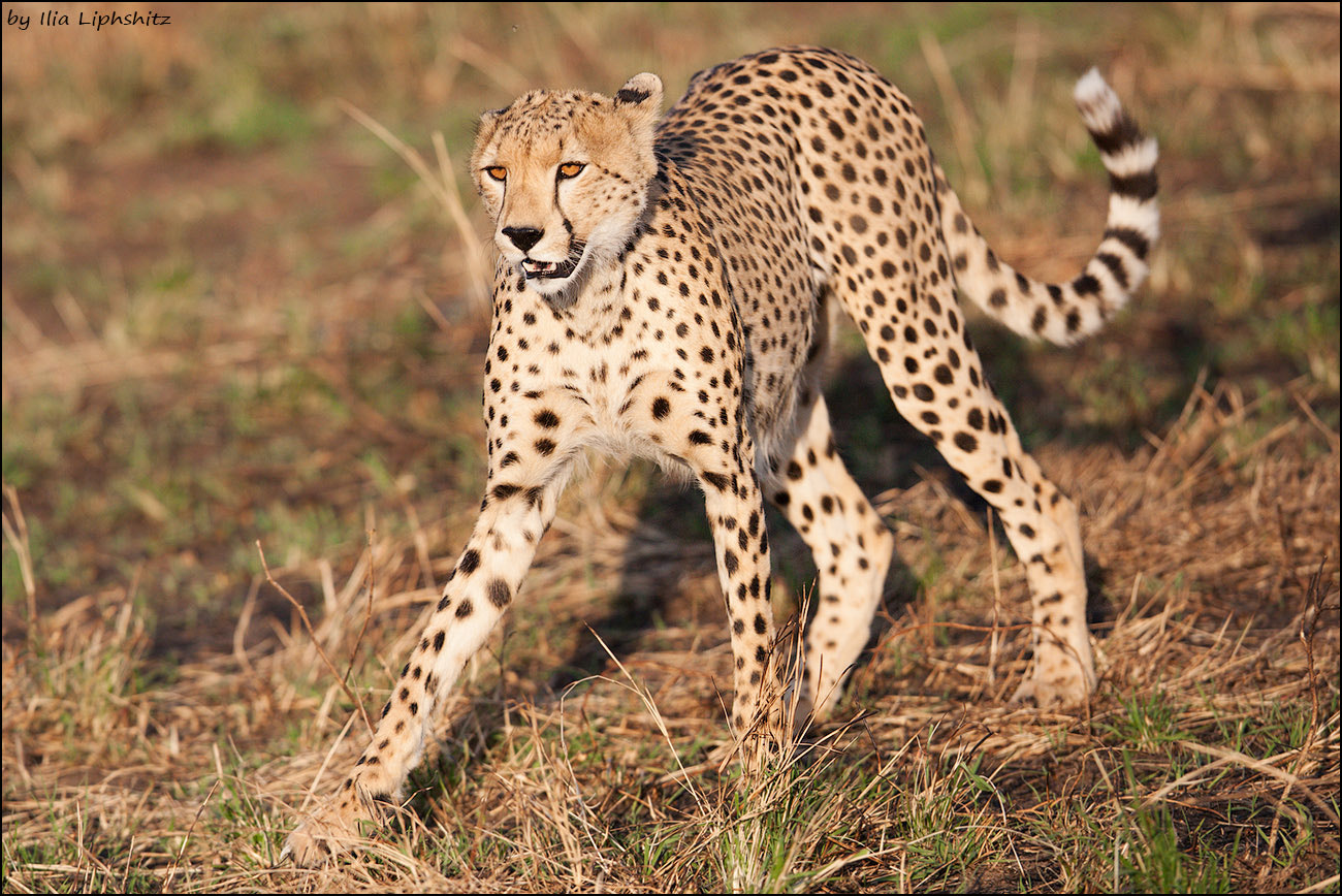Canon EOS-1D Mark III + Canon EF 300mm F2.8L IS USM sample photo. Cheetahs of serengeti №9 photography