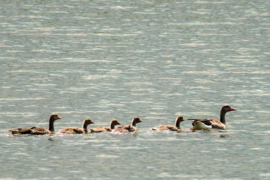 Canon EF 300mm F4L IS USM sample photo. Graugaensefamilie photography