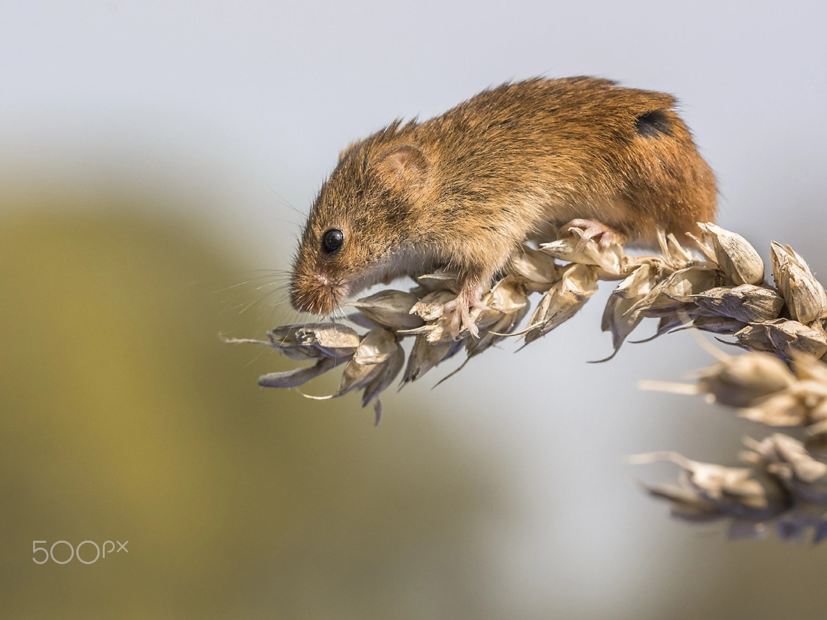 Sigma 150mm F2.8 EX DG OS Macro HSM sample photo. Harvest mouse photography