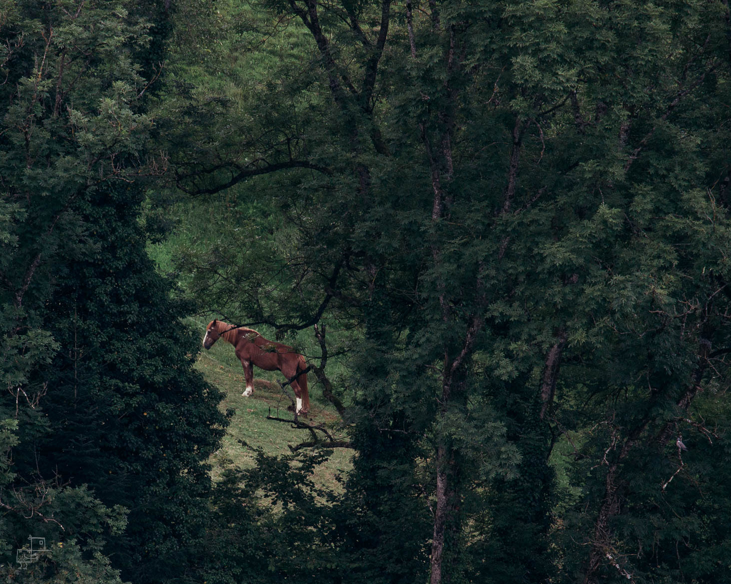 Canon EOS 50D + Canon EF-S 55-250mm F4-5.6 IS STM sample photo. "a horse with no name" photography