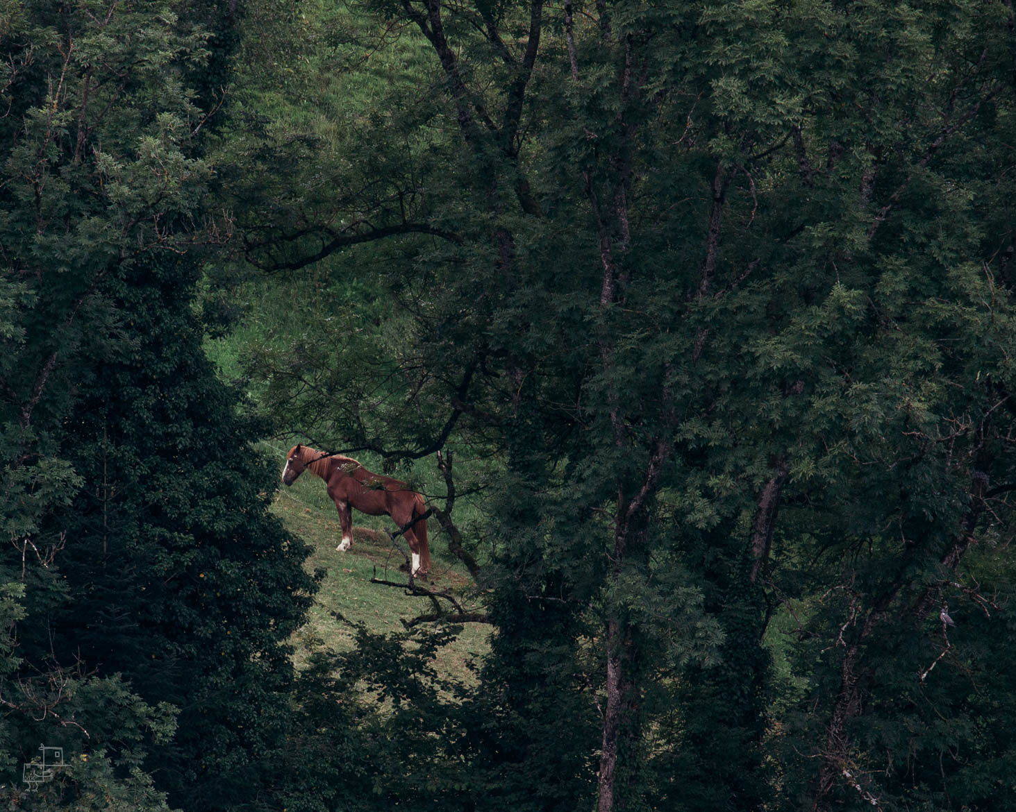 Canon EF-S 55-250mm F4-5.6 IS STM sample photo. "a horse with no name" photography