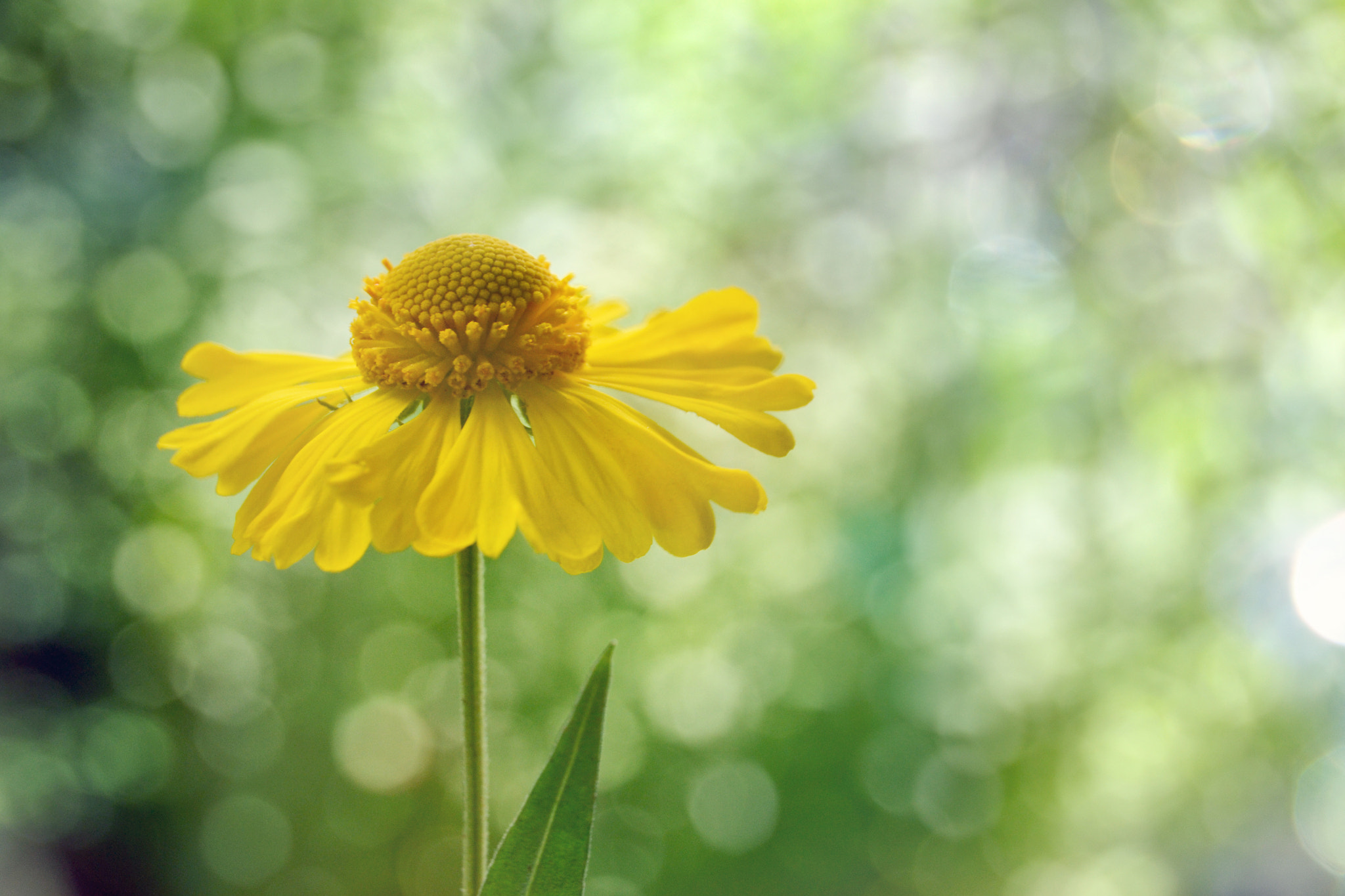Nikon D3100 + Nikon AF Nikkor 50mm F1.4D sample photo. Helenium photography