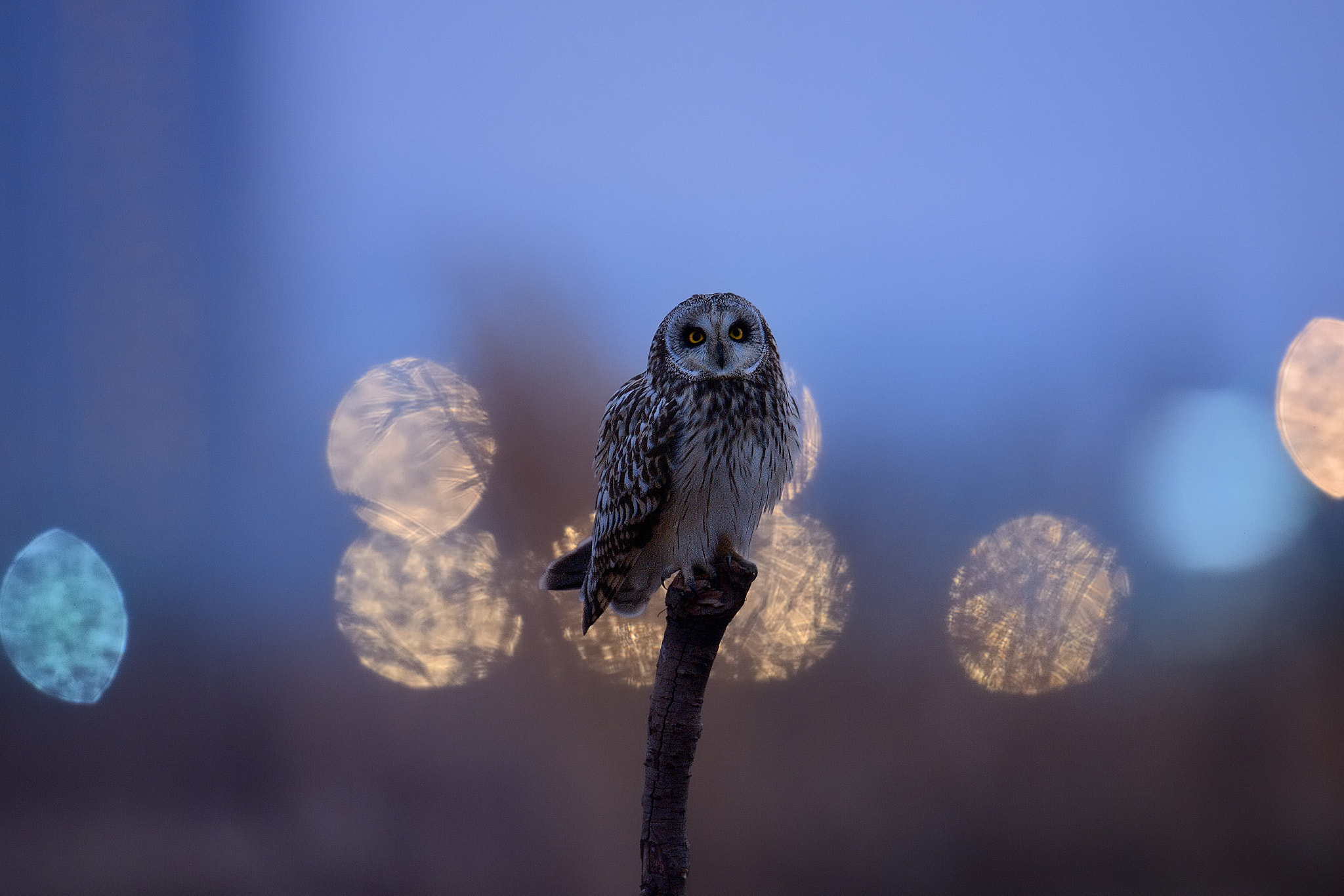 Nikon Df + Nikon AF-S Nikkor 600mm F4G ED VR sample photo. Short-eared owl in city lights photography