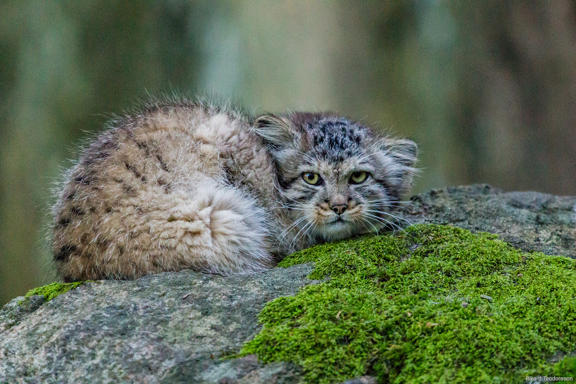 Canon EF 100-400mm F4.5-5.6L IS USM sample photo. Pallas cat photography