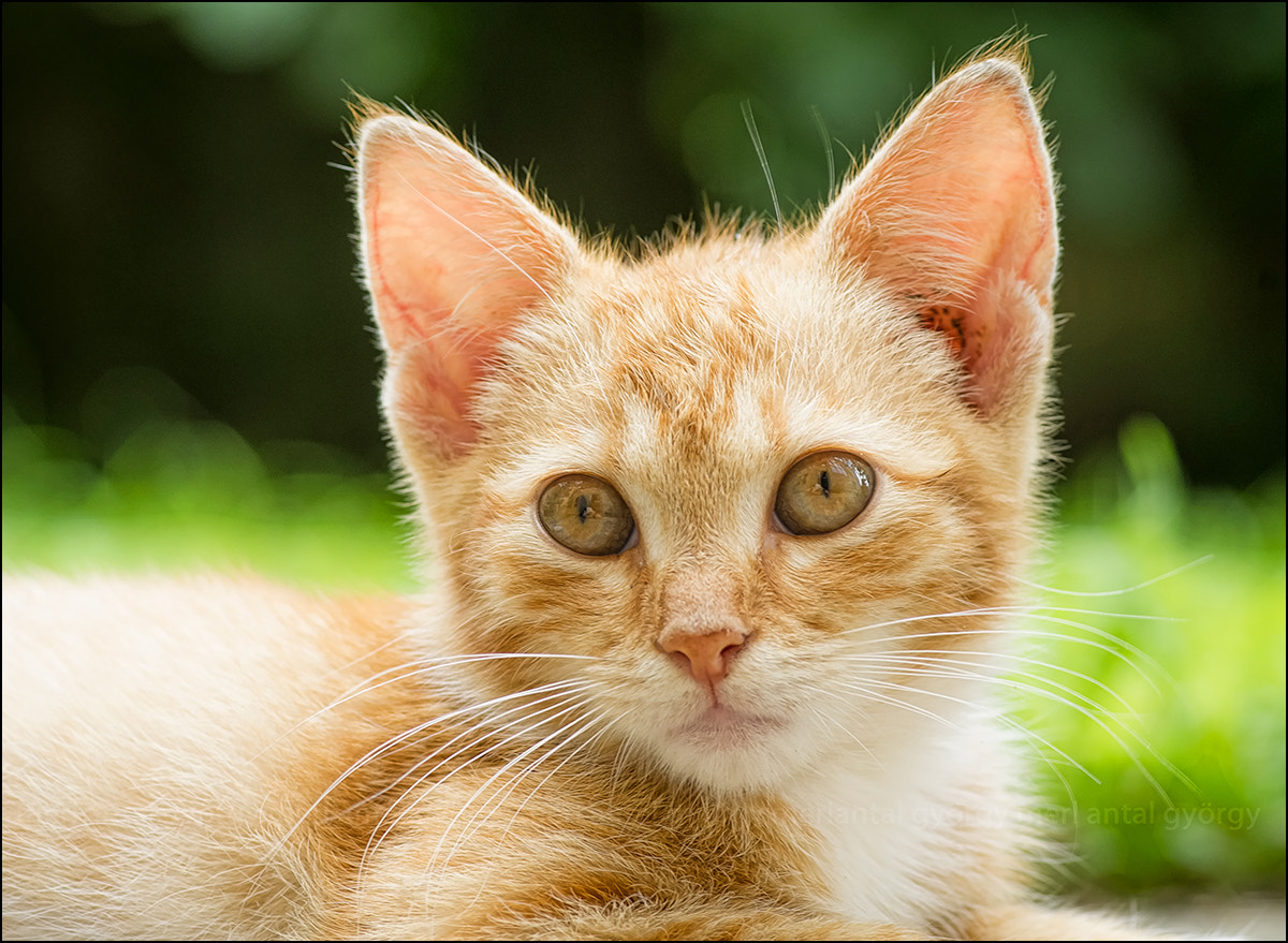 Pentax smc D-FA 100mm F2.8 macro sample photo. Cat photography