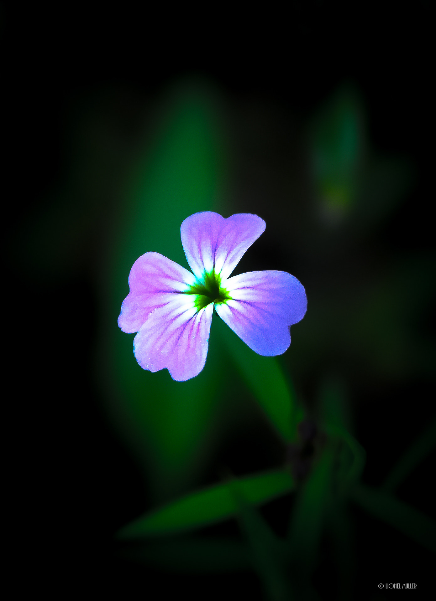 KONICA MINOLTA DiMAGE A1 sample photo. Nature photography
