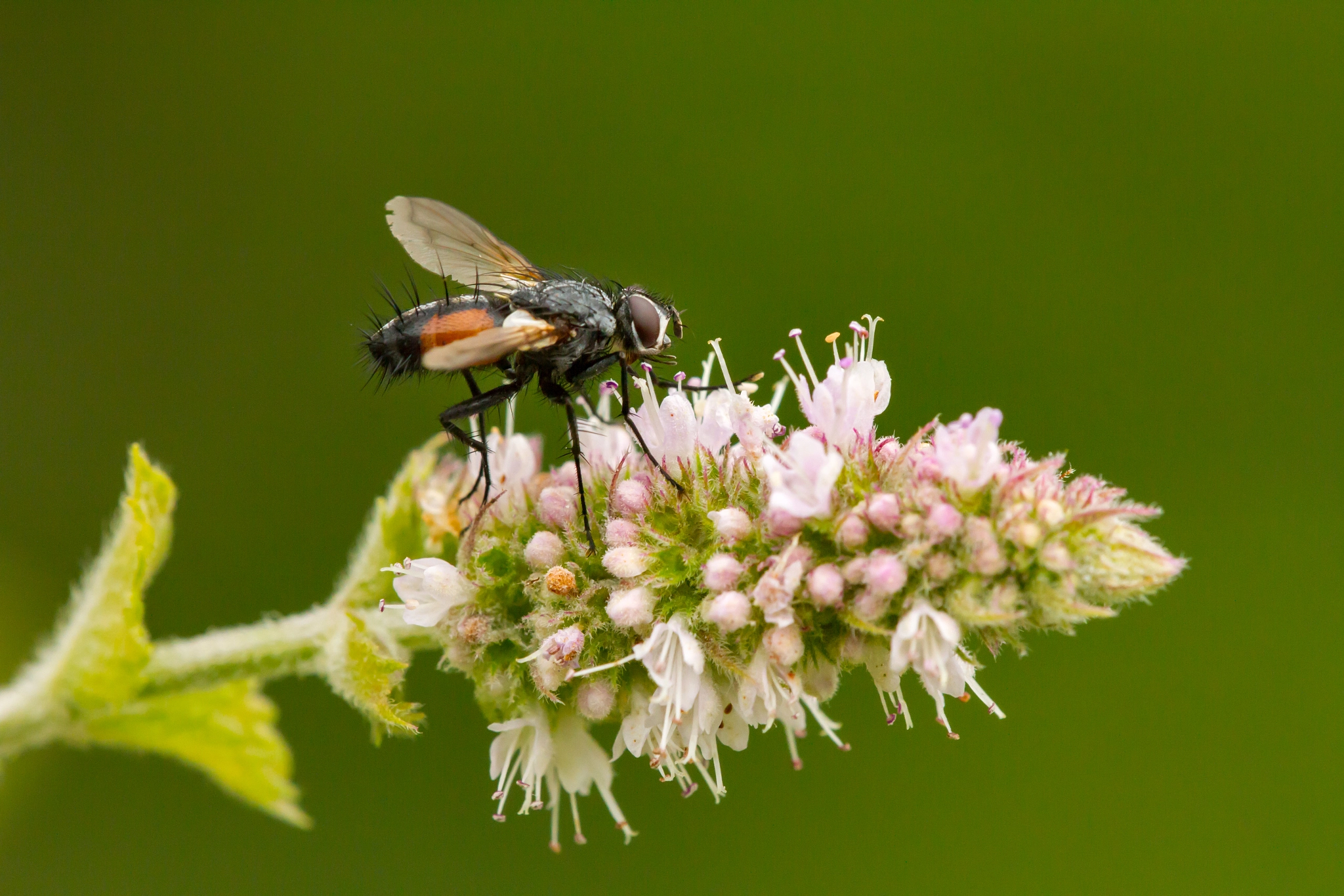 Sigma APO Macro 150mm f/2.8 EX DG HSM sample photo. Fliege im sommer photography