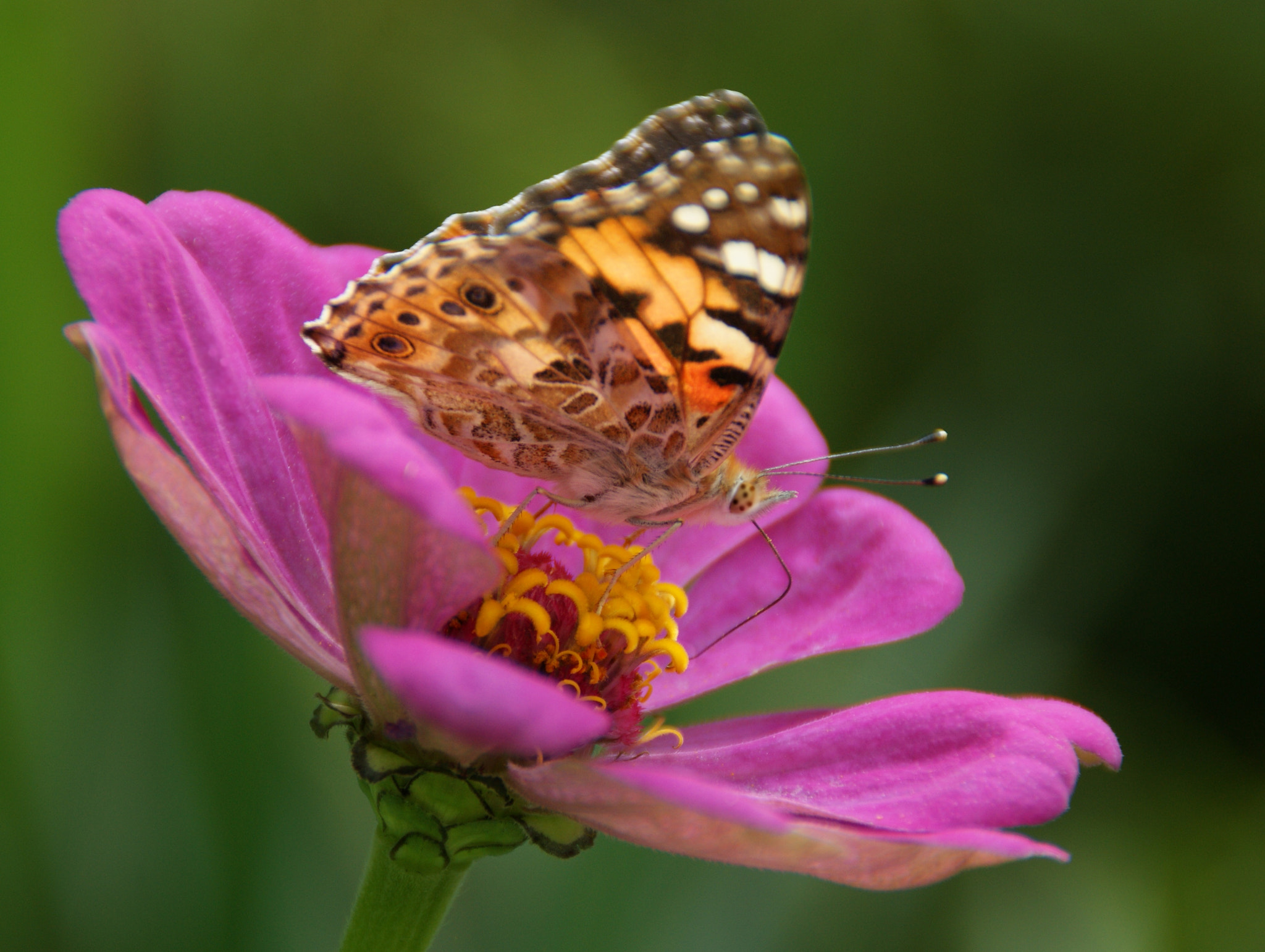 Sony Alpha DSLR-A290 sample photo. ஐ photography