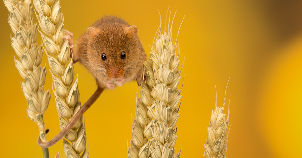 nibbles by Mark Bridger on 500px.com