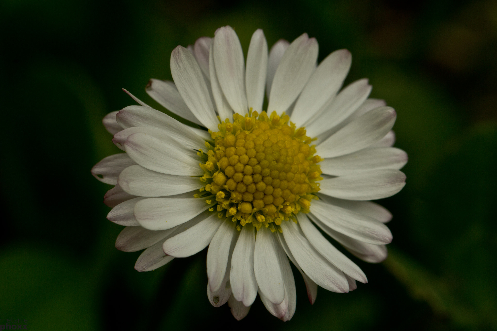 Canon EOS 700D (EOS Rebel T5i / EOS Kiss X7i) + Canon EF 100mm F2.8L Macro IS USM sample photo. Daisy close up photography