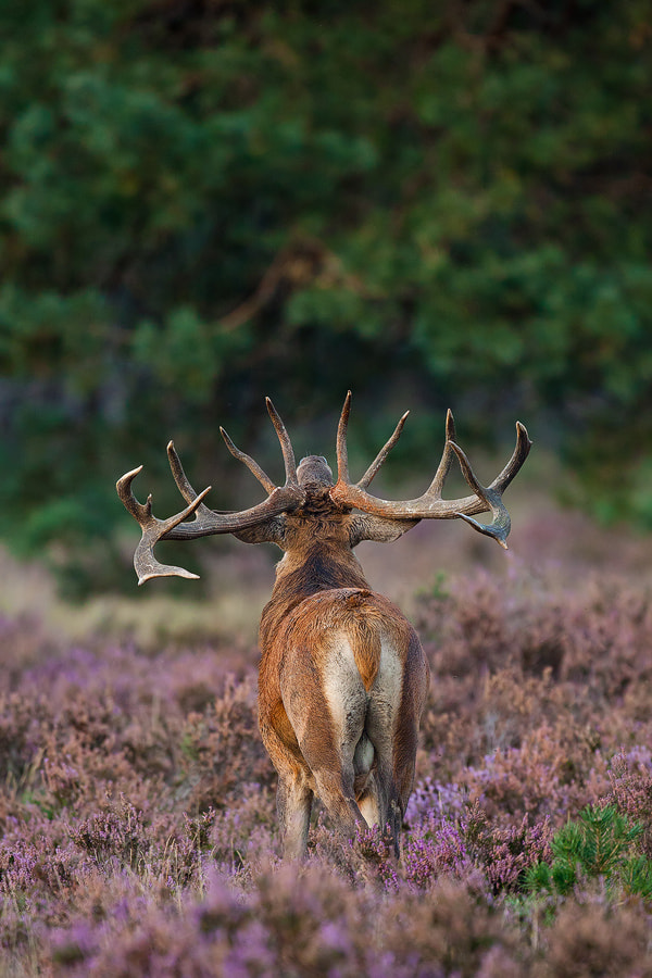 Canon EOS 50D + Canon EF 500mm F4L IS USM sample photo. Red deer photography