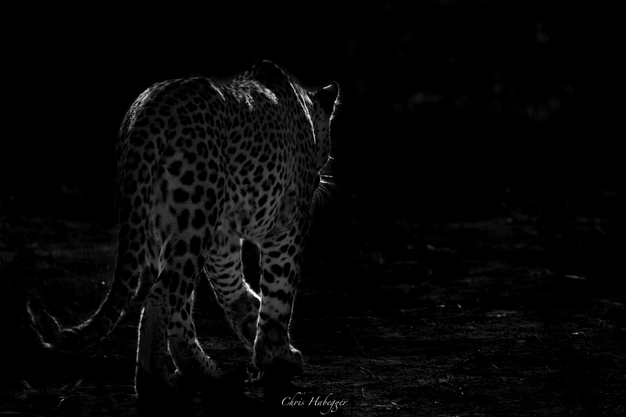 Canon EF 100-400mm F4.5-5.6L IS USM sample photo. Leopard photography