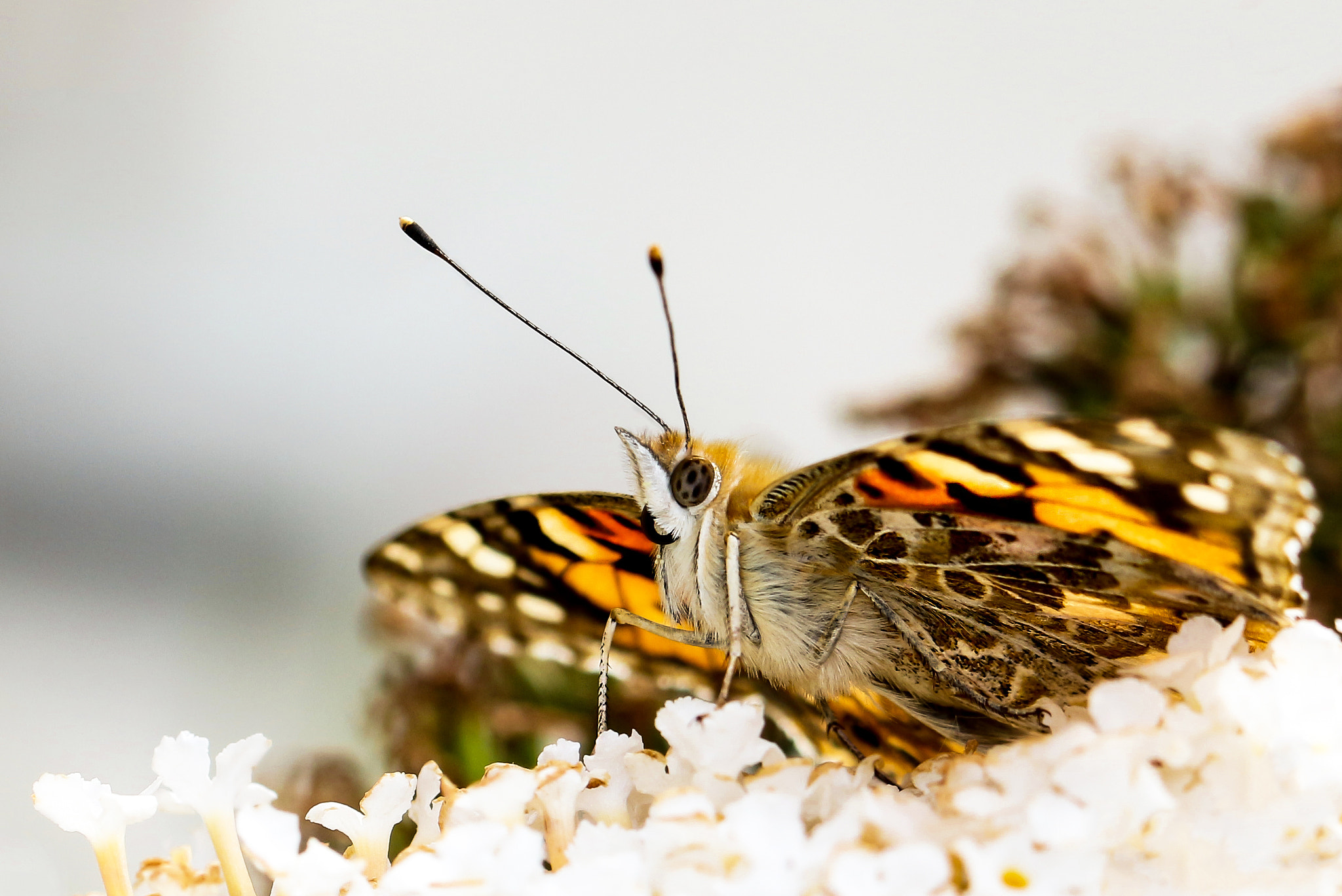 Canon EOS 700D (EOS Rebel T5i / EOS Kiss X7i) + Canon EF 100mm F2.8L Macro IS USM sample photo. Schmetterling,butterfly, mariposa photography