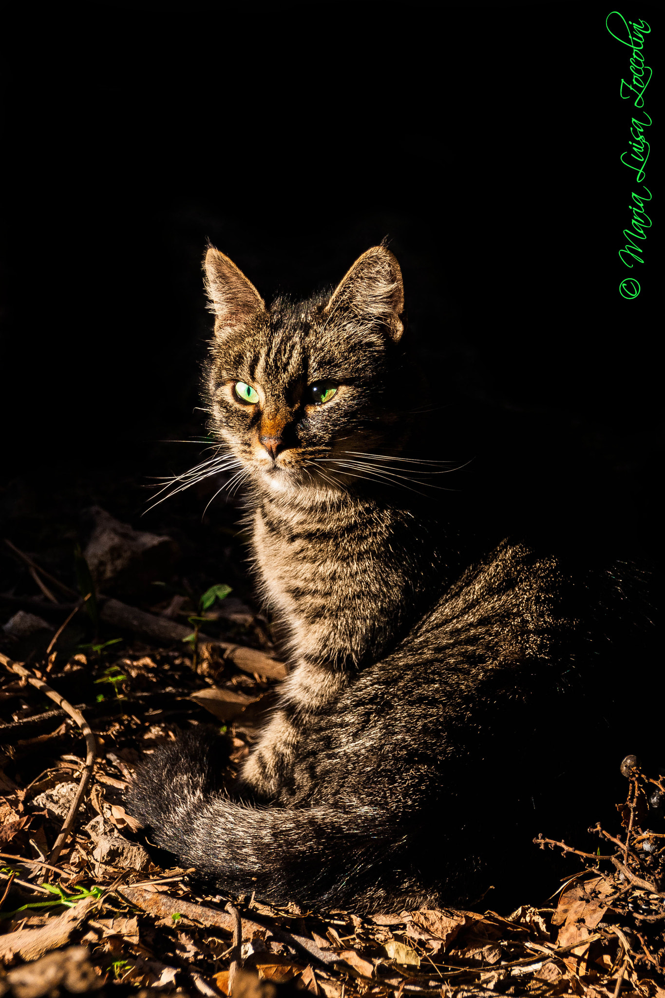 Sigma 18-250mm F3.5-6.3 DC OS HSM sample photo. Alex photography