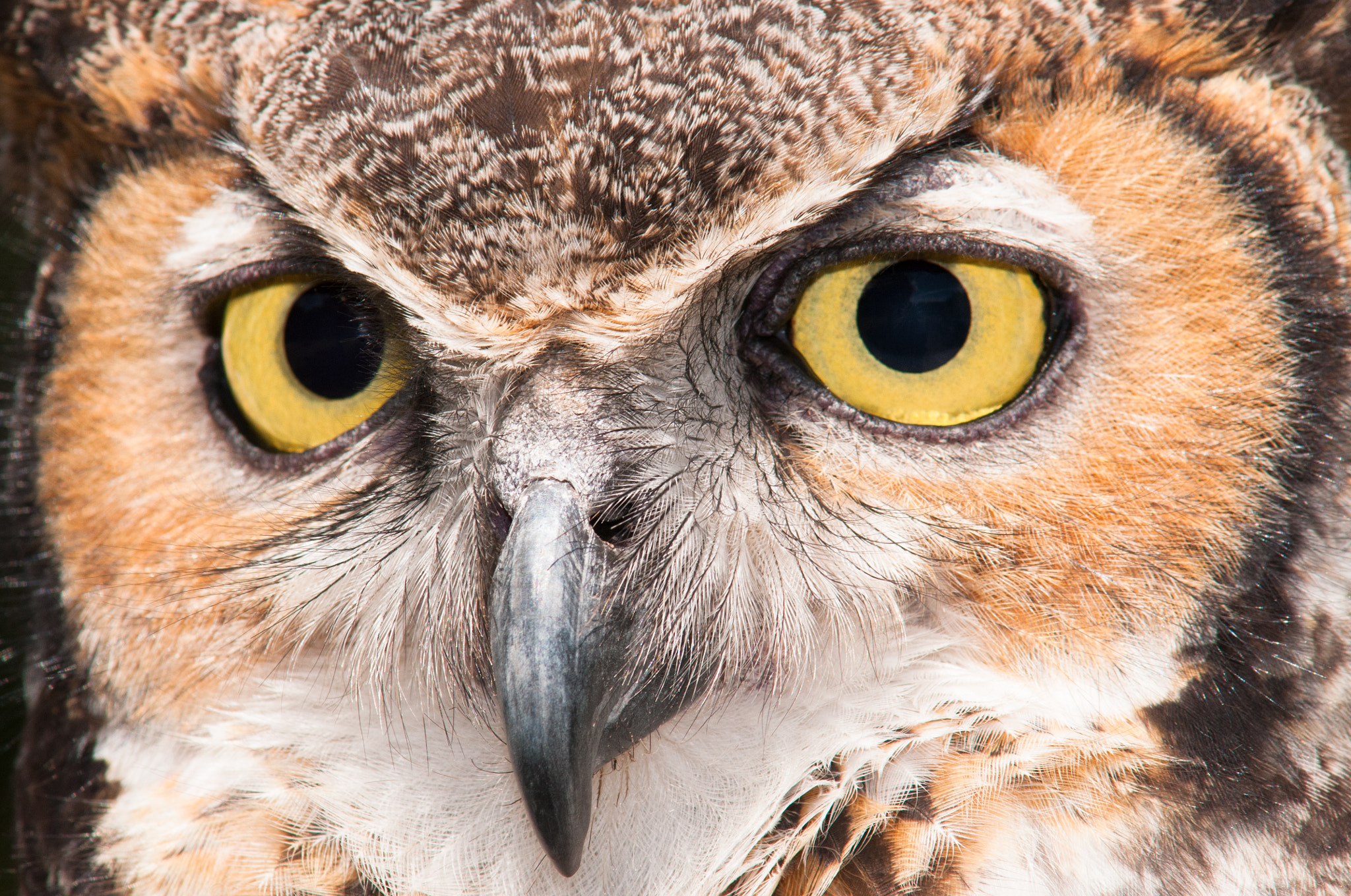 Nikon D300 + AF Zoom-Nikkor 70-210mm f/4 sample photo. Great horned owl photography