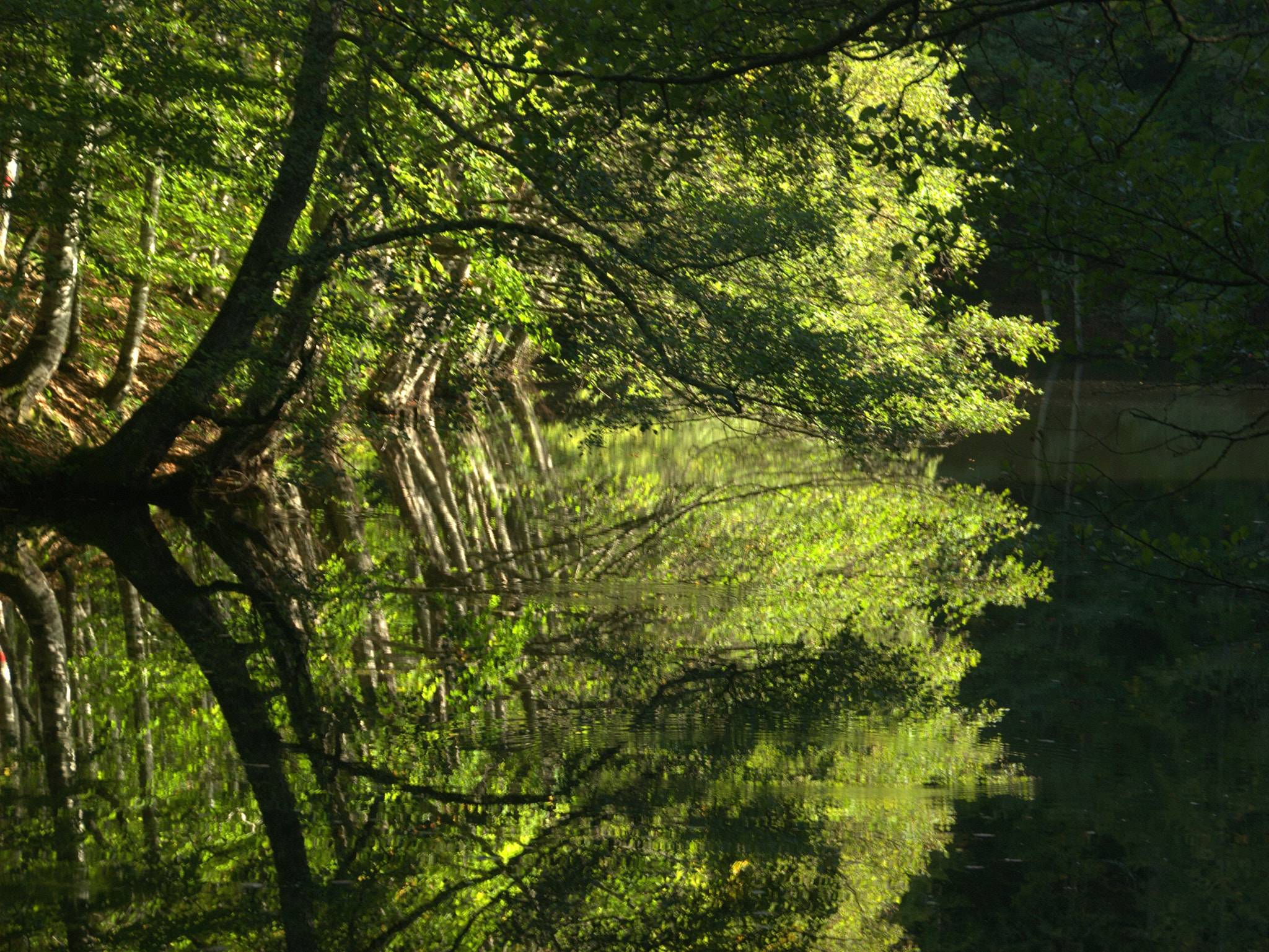 Nikon D200 sample photo. Reflected forest photography
