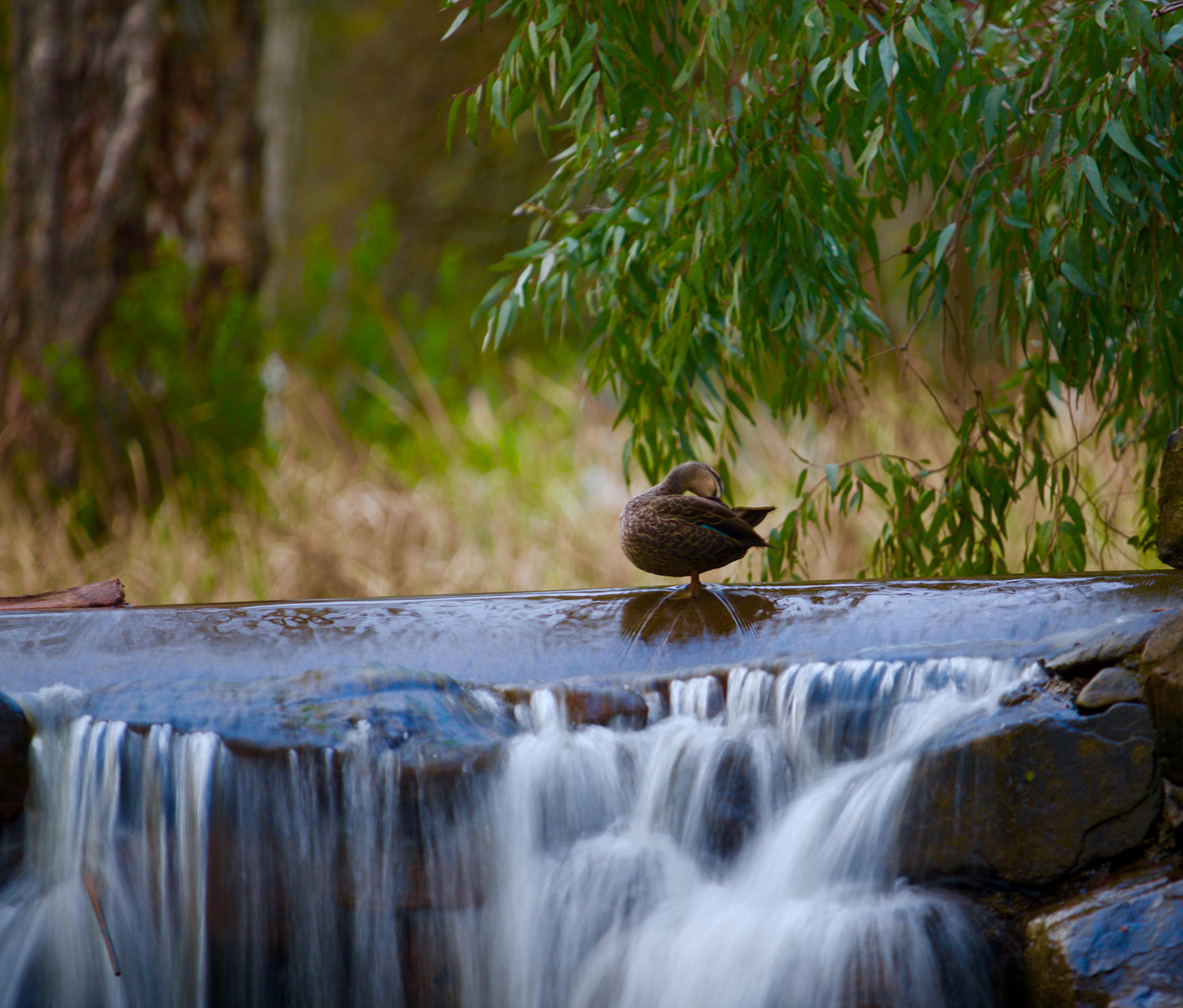 Canon EF 70-200mm F2.8L USM sample photo