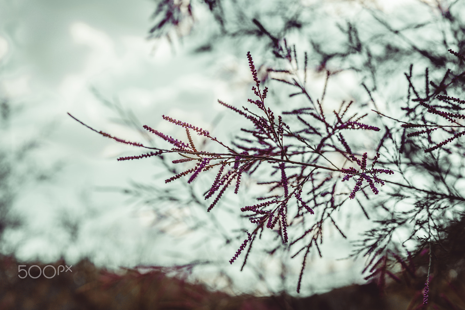 Sony a7R II + Sony 50mm F1.4 sample photo. Gentle purple photography