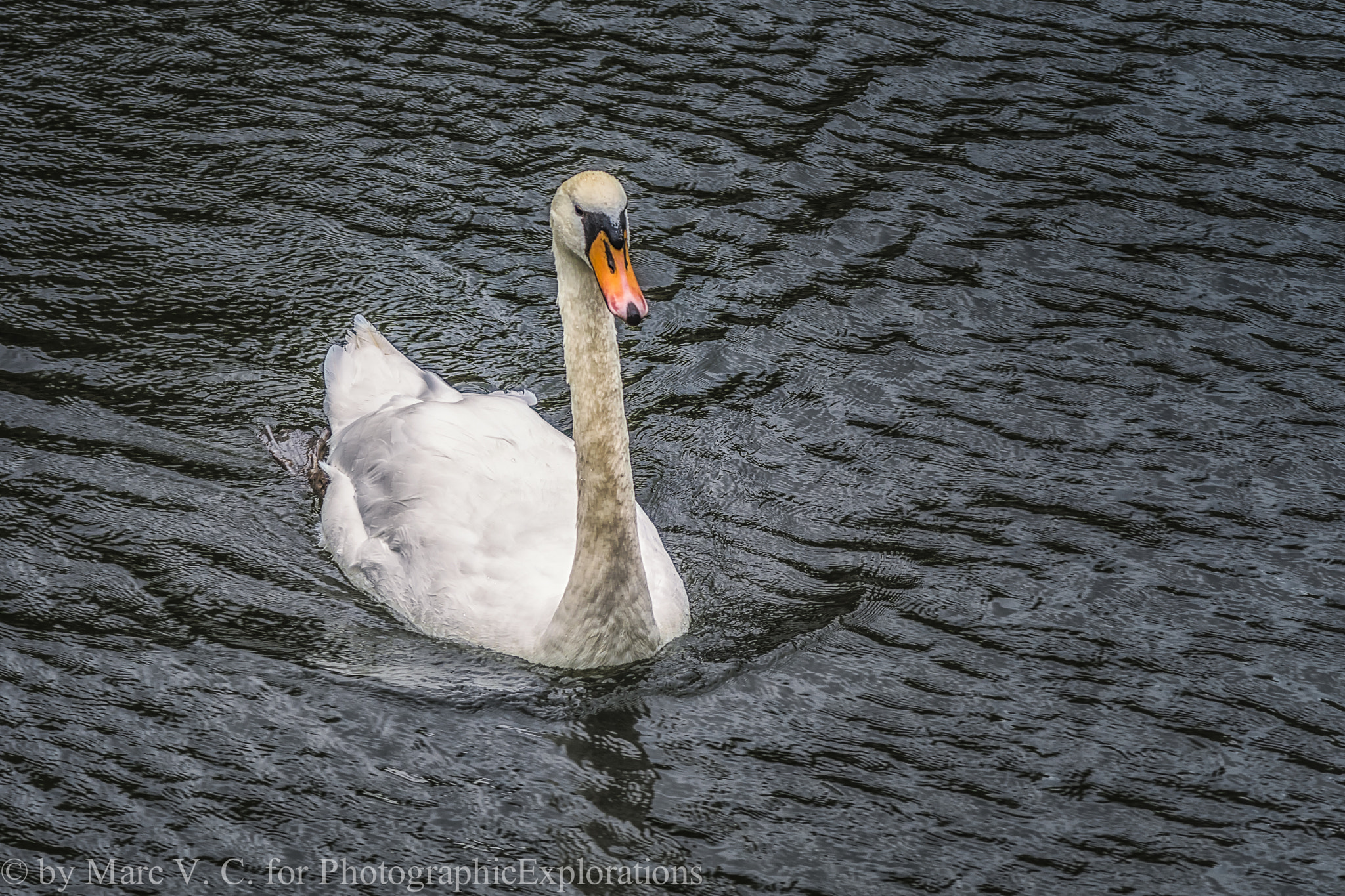 Sony ILCA-77M2 + Minolta AF 70-210mm F4 Macro sample photo. White swan in brugge photography
