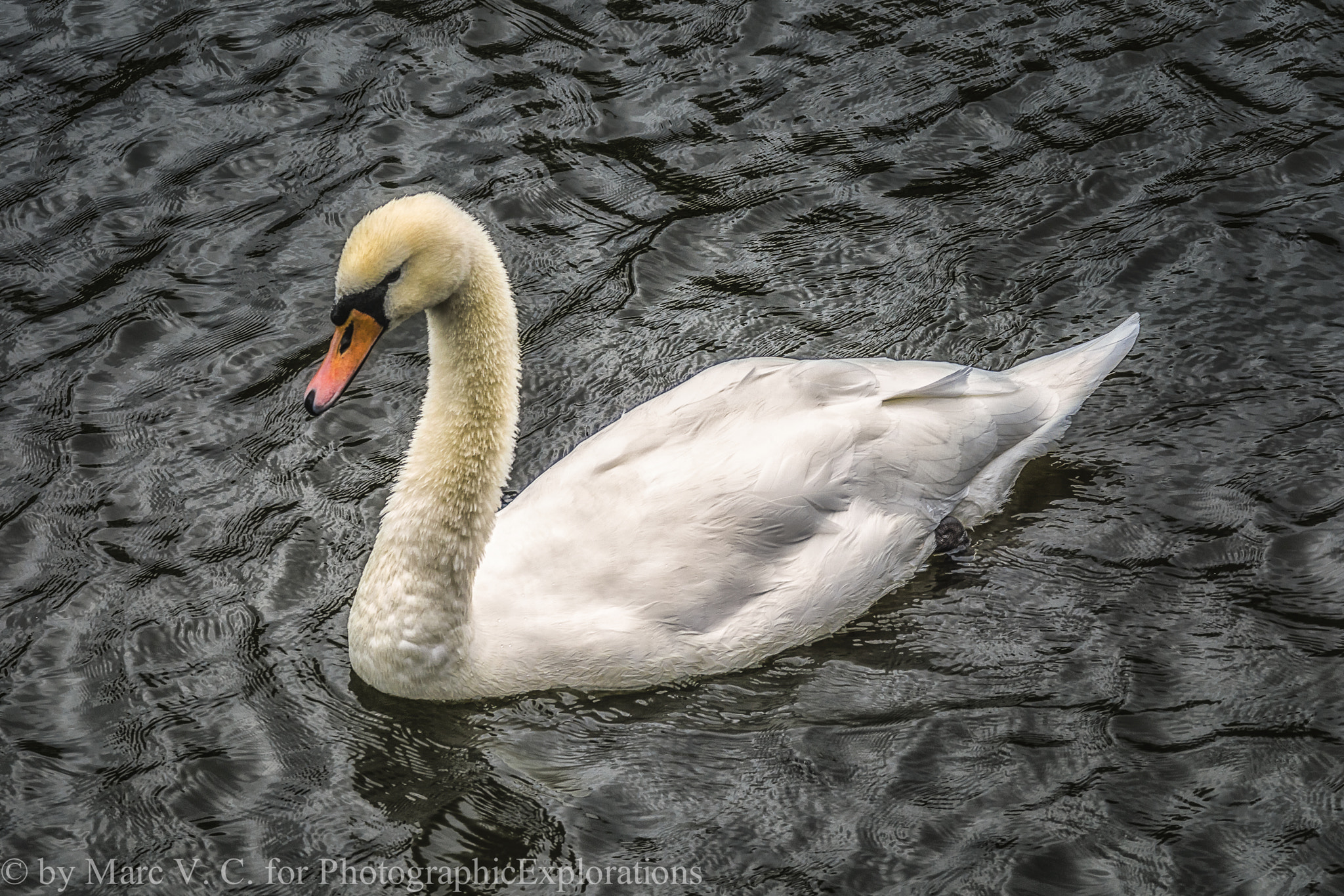 Sony ILCA-77M2 + Minolta AF 70-210mm F4 Macro sample photo. White swan in brugge photography