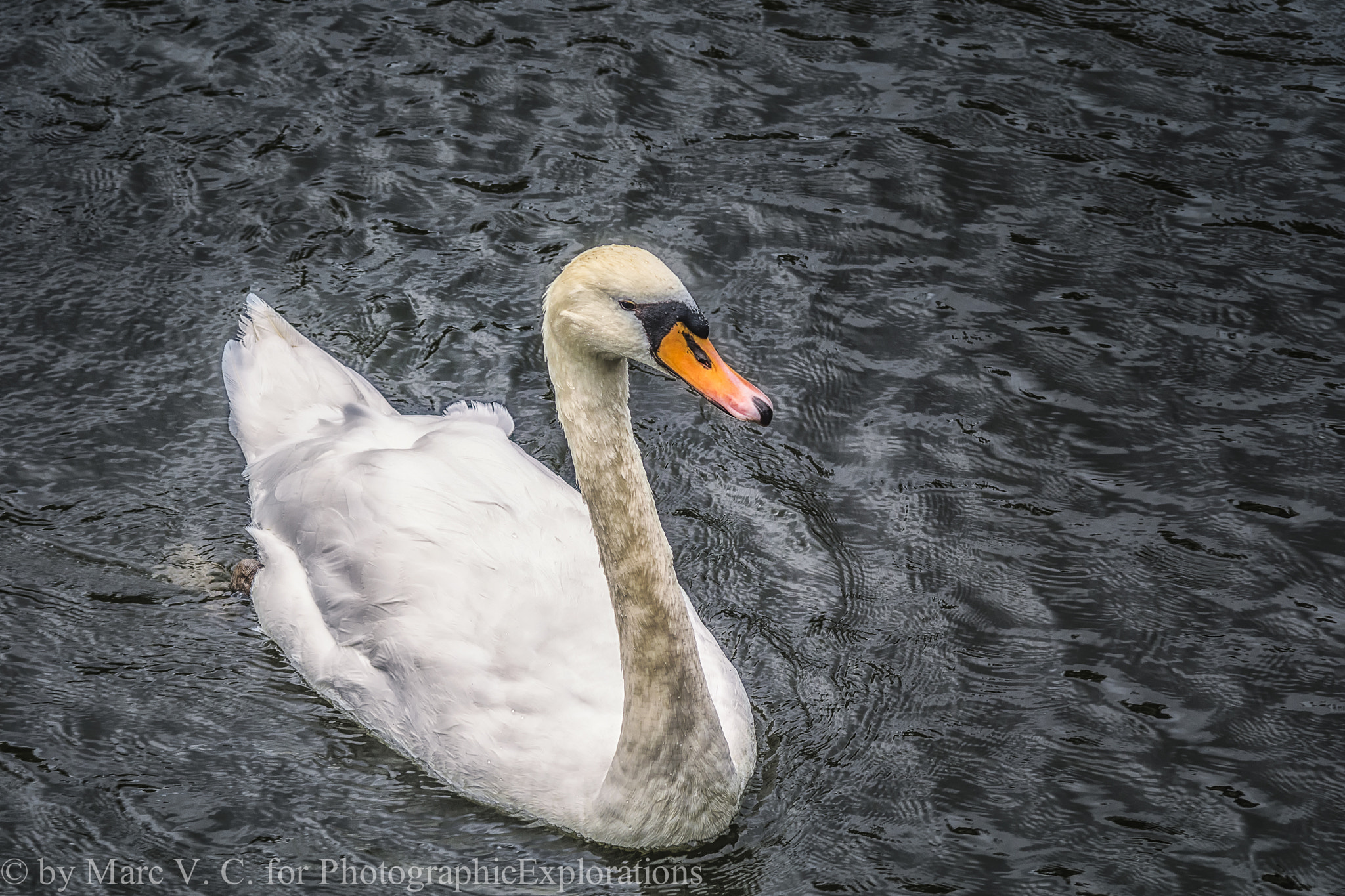 Sony ILCA-77M2 + Minolta AF 70-210mm F4 Macro sample photo. White swan in brugge photography