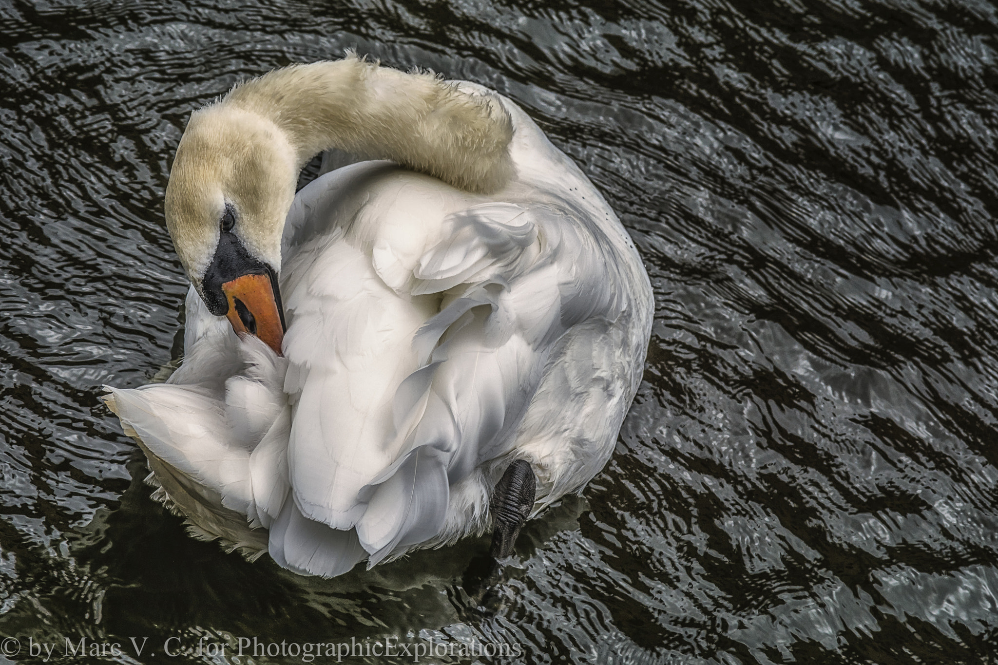 Sony ILCA-77M2 + Minolta AF 70-210mm F4 Macro sample photo. White swan in brugge photography