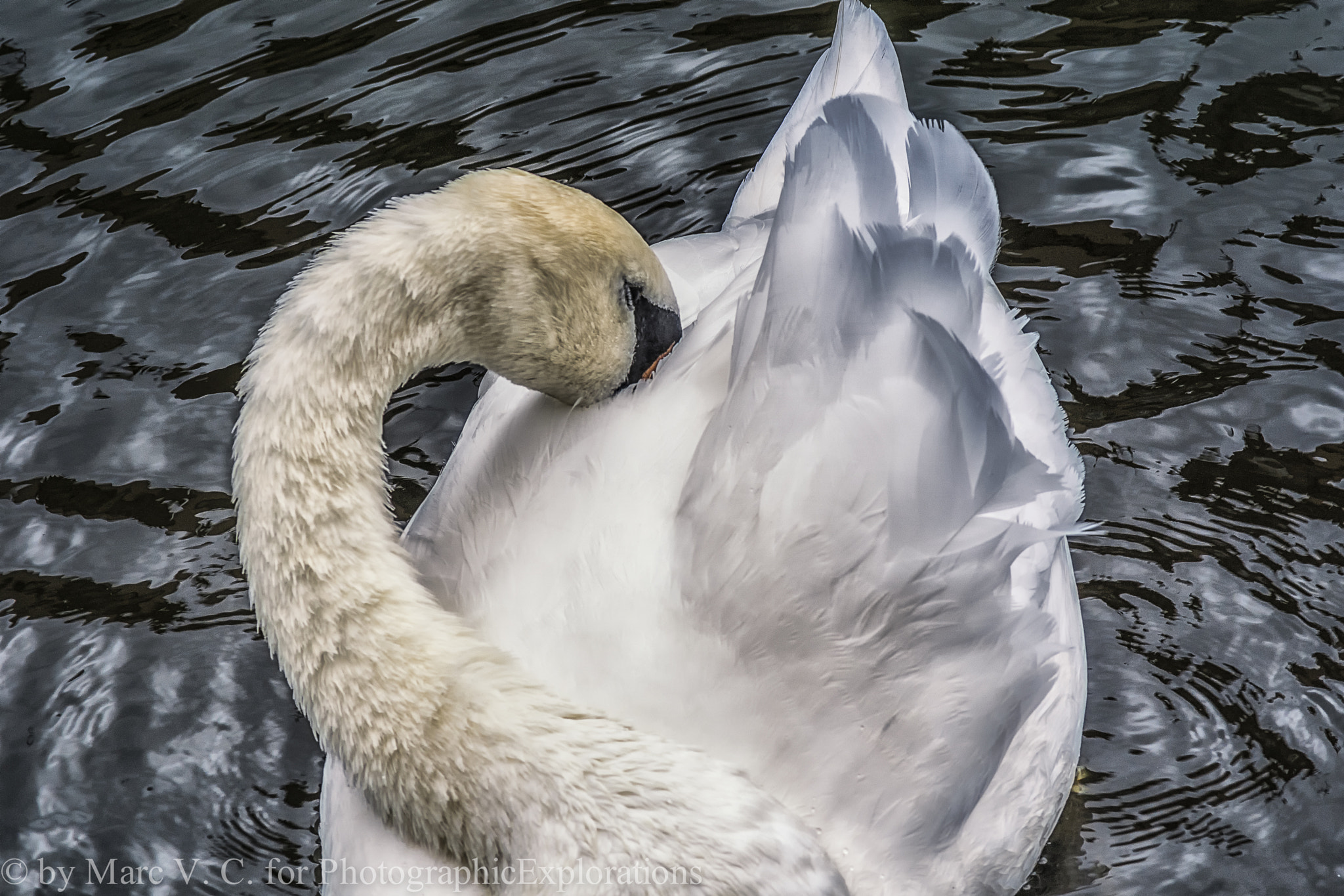 Sony ILCA-77M2 + Minolta AF 70-210mm F4 Macro sample photo. White swan in brugge photography