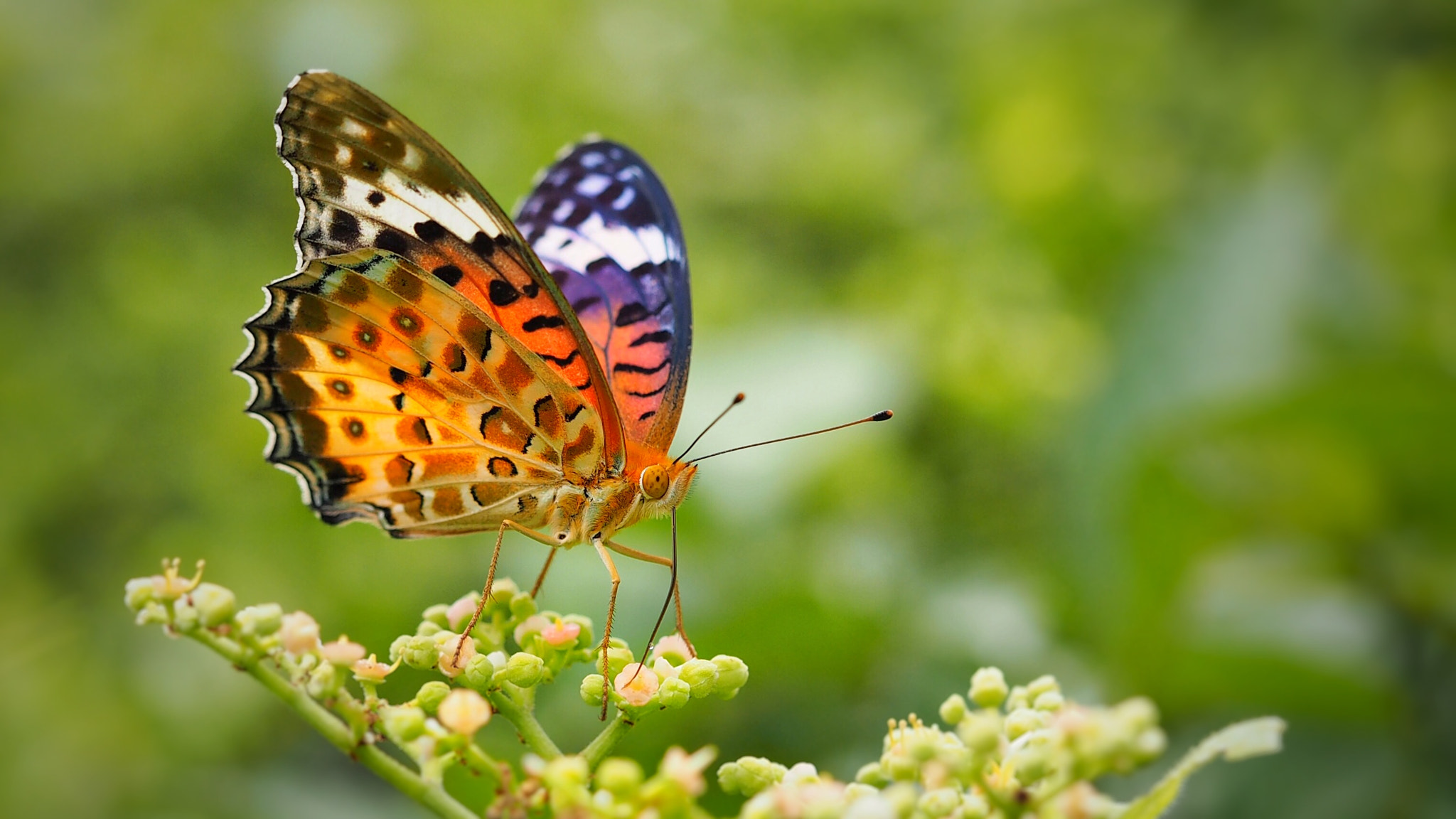 Olympus PEN E-PL7 sample photo. Indian fritillary photography