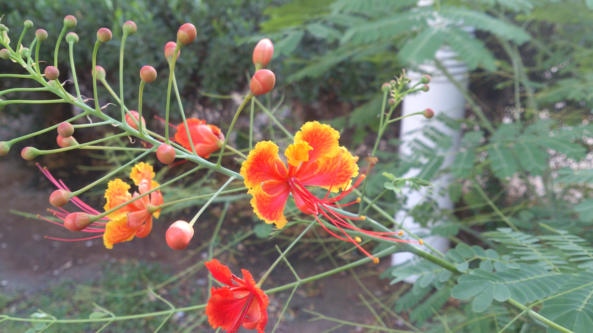 Sony Ericsson Xperia S sample photo. Colorful flower photography