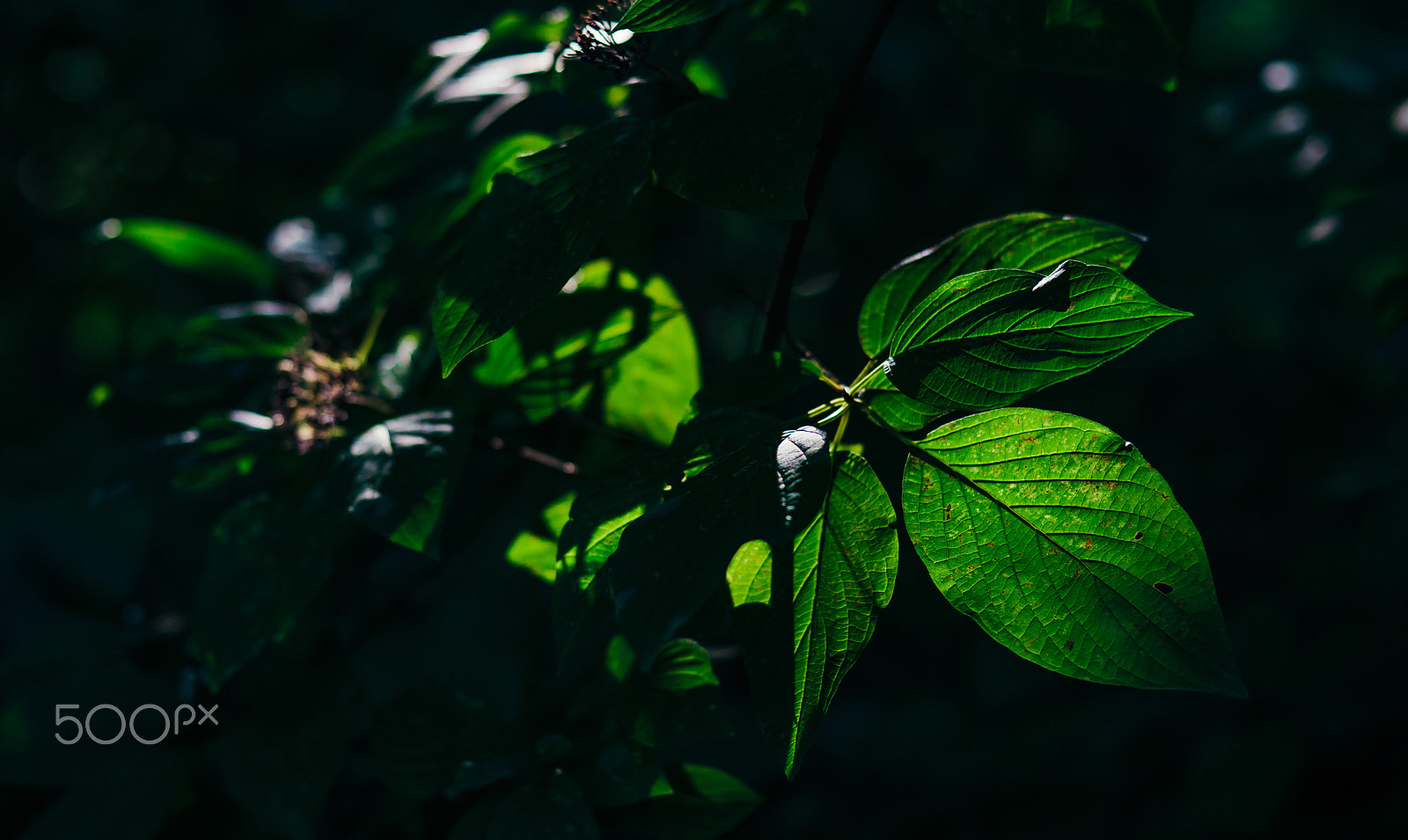 Sony a7R II + Sony 50mm F1.4 sample photo. Caught the sun photography