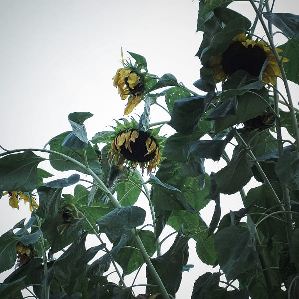 Fujifilm FinePix AX200 sample photos - ExploreCams Fujifilm FinePix AX200 sample photos - ExploreCams