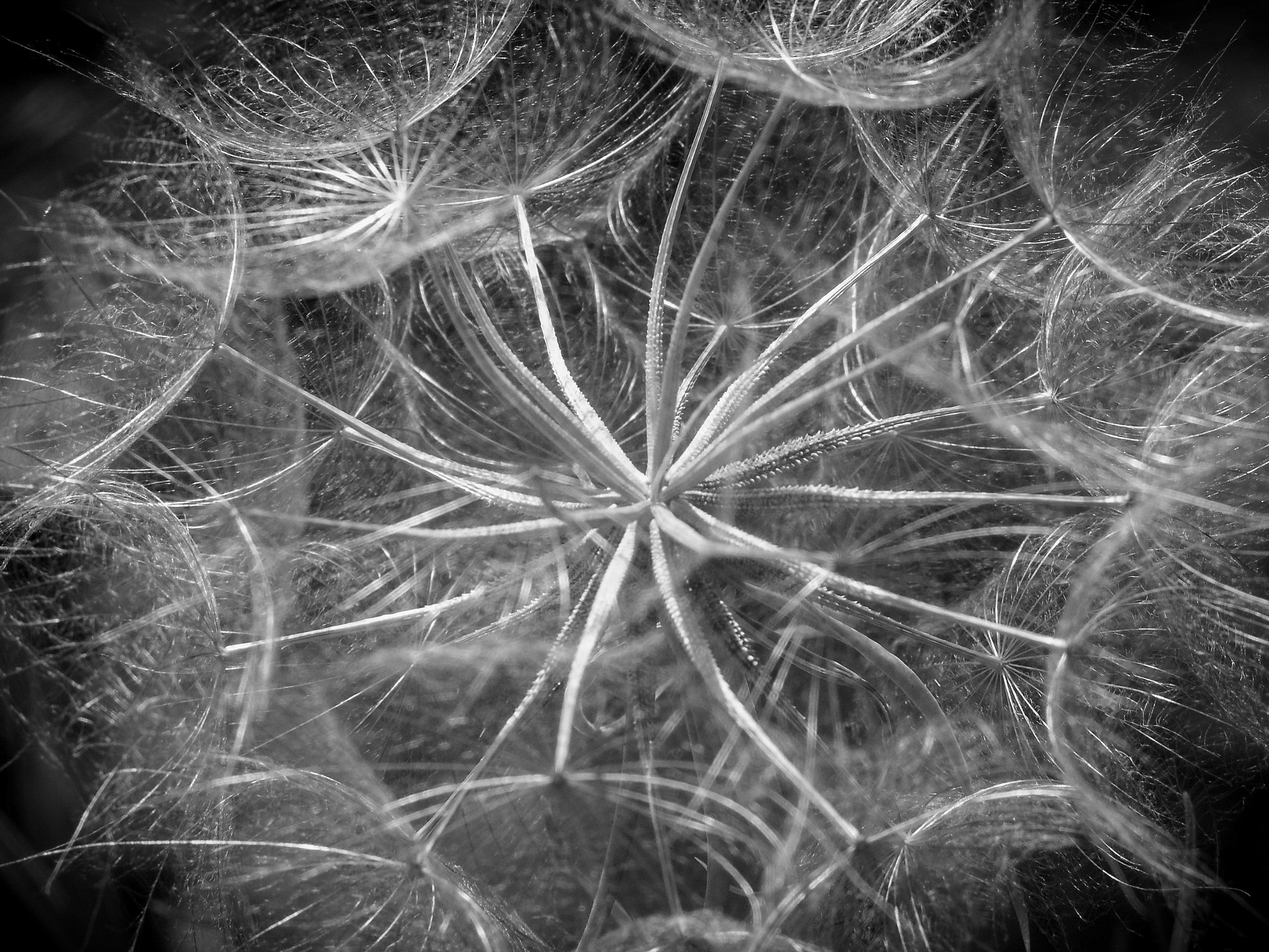 KONICA MINOLTA DiMAGE A2 sample photo. 'cosmos' photography
