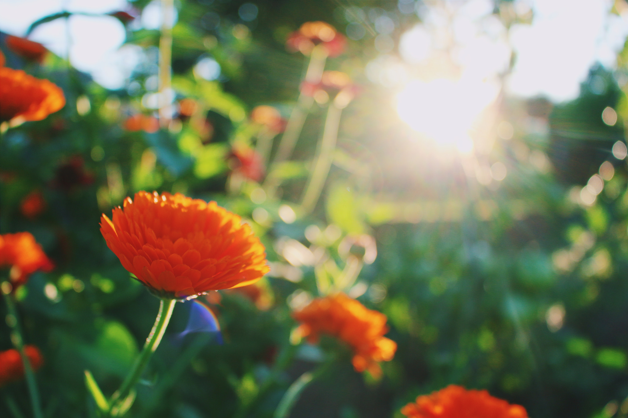 Canon EOS 700D (EOS Rebel T5i / EOS Kiss X7i) + Canon EF 135mm F2.8 SF sample photo. Flowers  photography