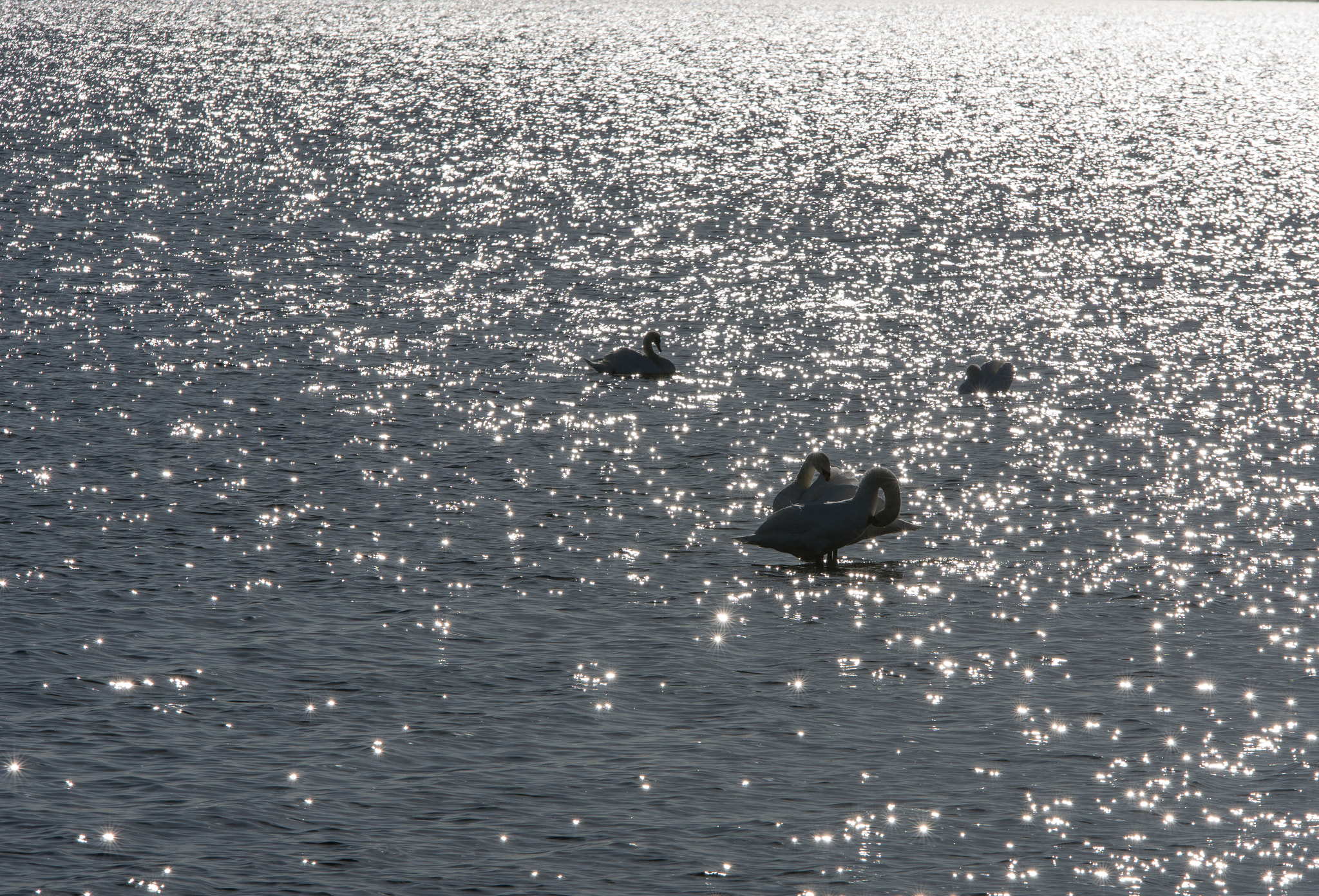 Sigma 70-200mm F2.8 EX DG Macro HSM II sample photo. Swans photography