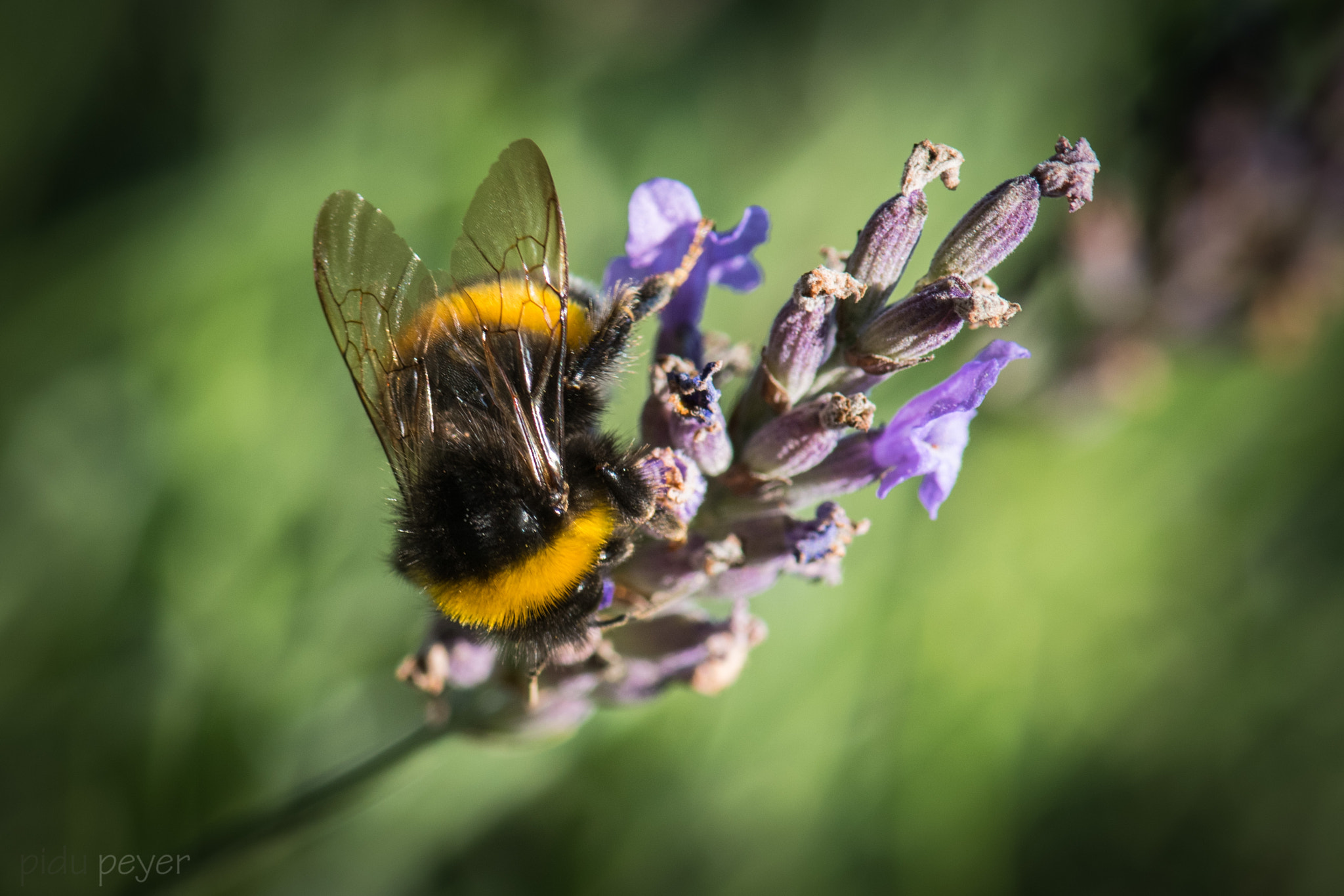 Nikon D5 sample photo. Wing structures of a bumblebee photography