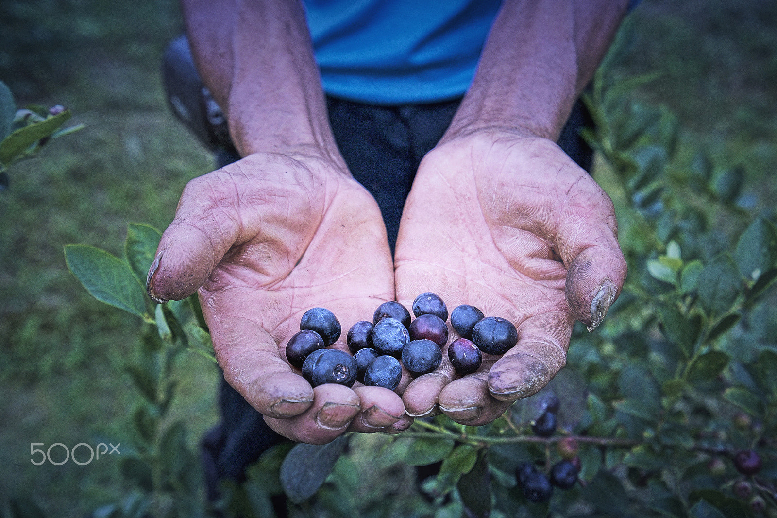 Sony a7S II + Sony Vario-Tessar T* FE 16-35mm F4 ZA OSS sample photo. Hand with fruit photography