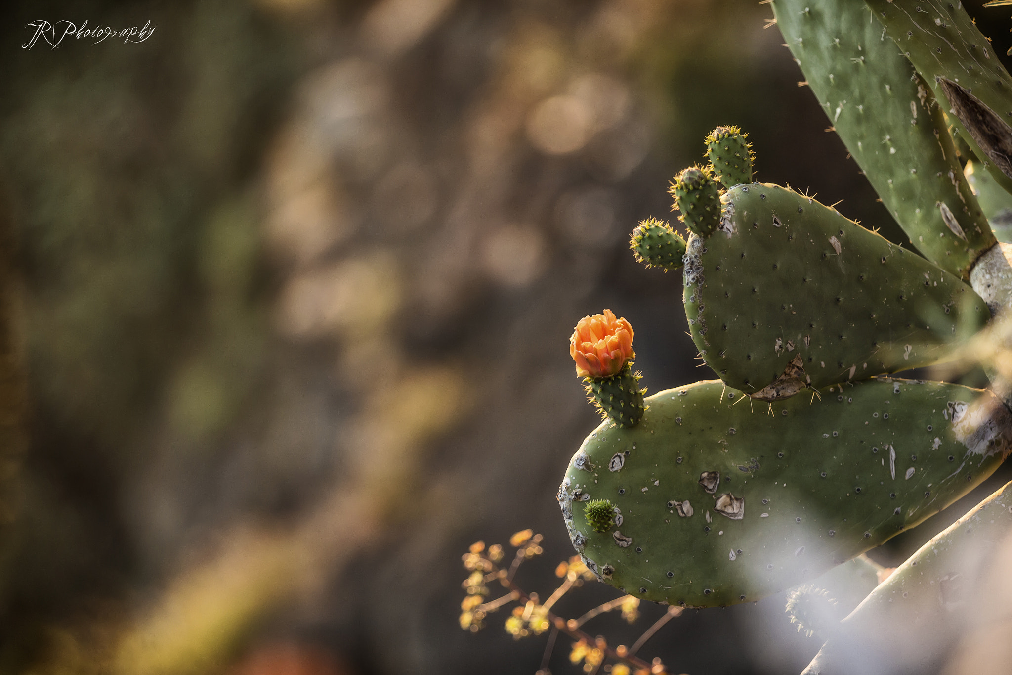 Canon EF 70-200mm F2.8L IS II USM sample photo. Blooming cactus photography