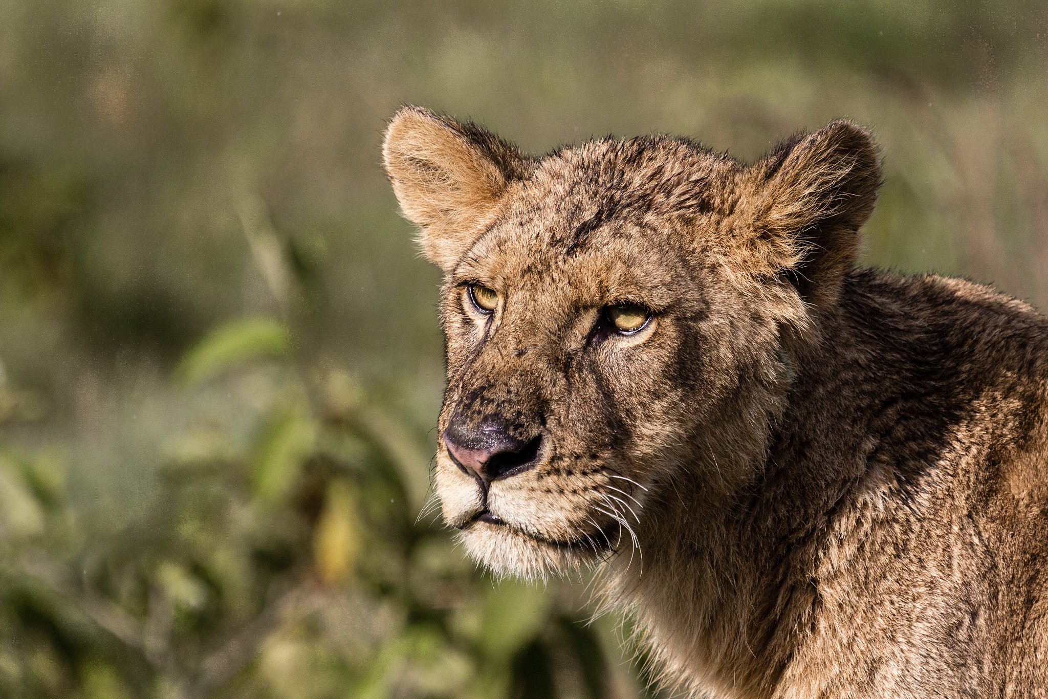 Canon EOS 60D + Canon EF 100-400mm F4.5-5.6L IS USM sample photo. A very young and weak lioness in lake nakuru, kenya she had  been evicted from her pride. photography
