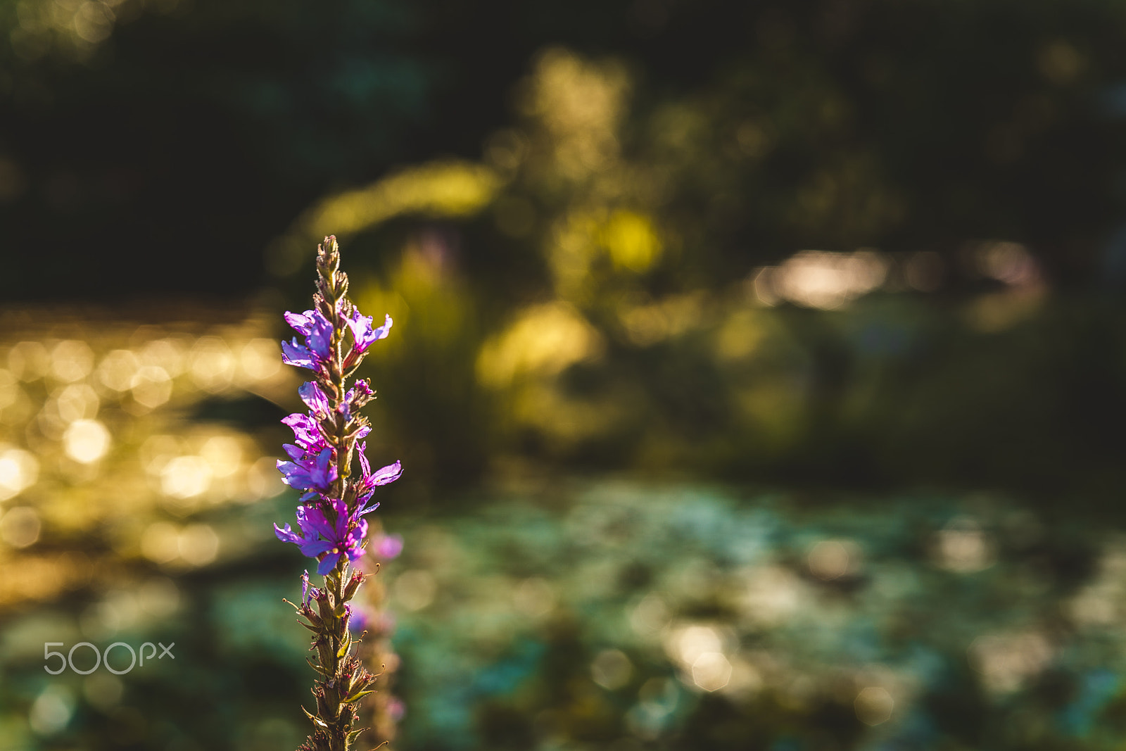 Sony a7R II + Sony 50mm F1.4 sample photo. Purple alone photography